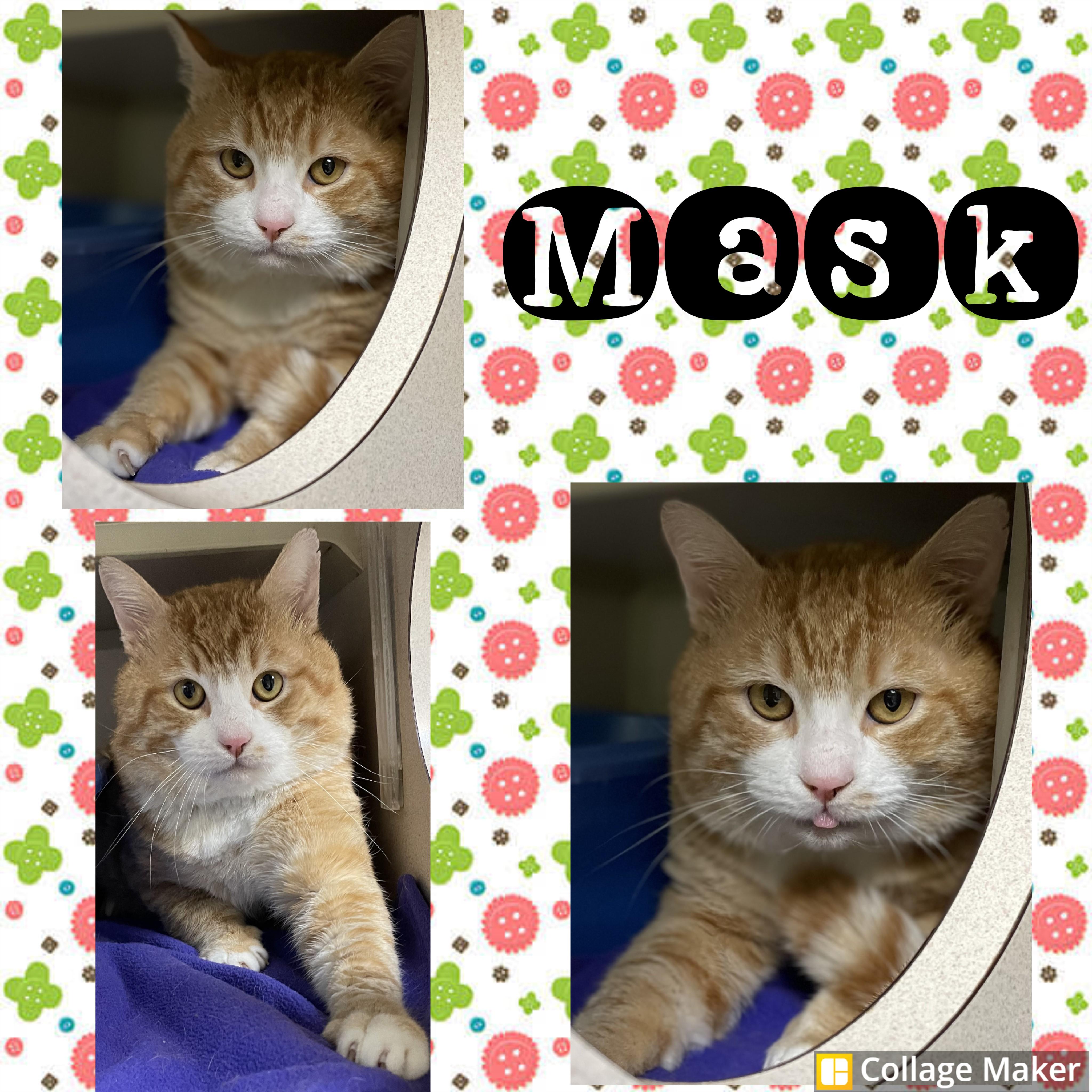Enlarge Mask, a Adoptable mixed breed in Clearfield, PA image 1/1
