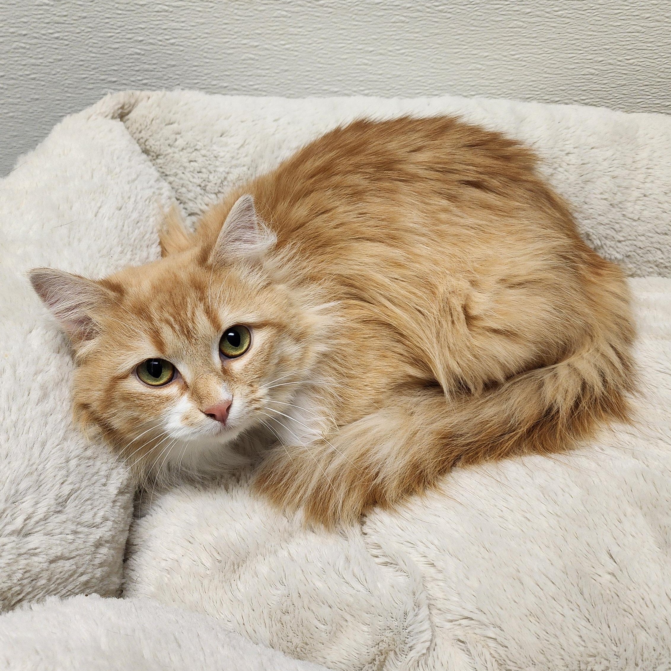 Vera, Adoptable, Adult Female Tabby & Domestic Short Hair.