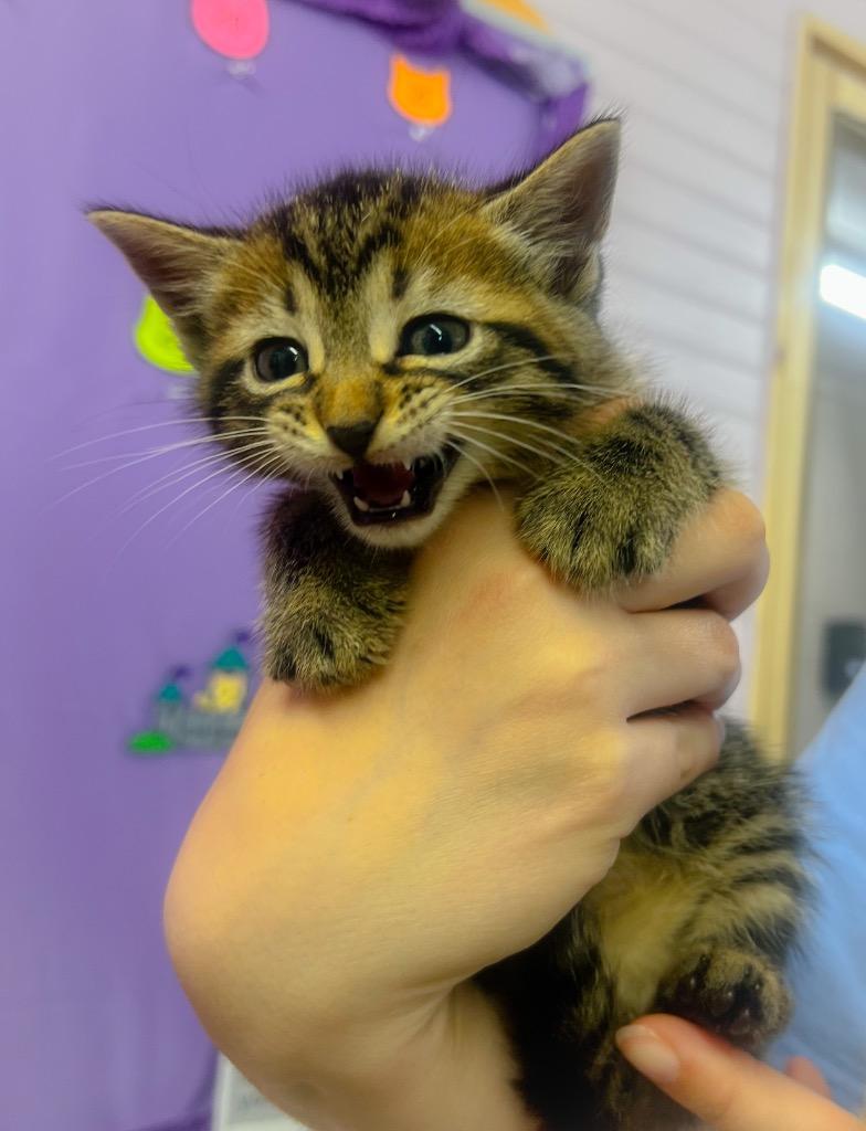 Enlarge Harry, a Adoptable mixed breed in Murray, KY image 1/1