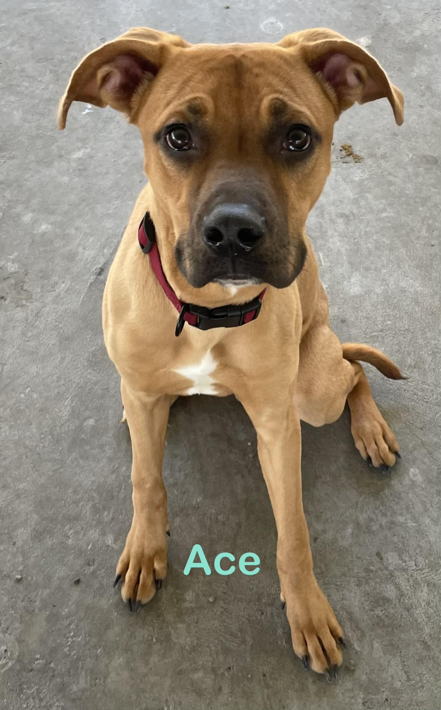 Ace ADOPTED, Adopted, Young Male Black Mouth Cur.