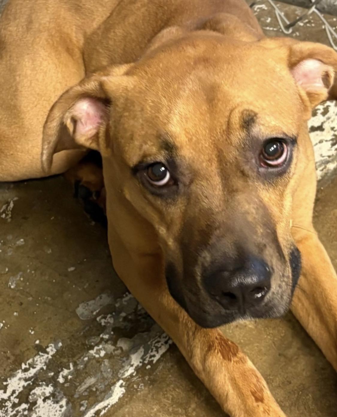 Enlarge Ace ADOPTED, a Adopted mixed breed in Canton, OH image 4/4