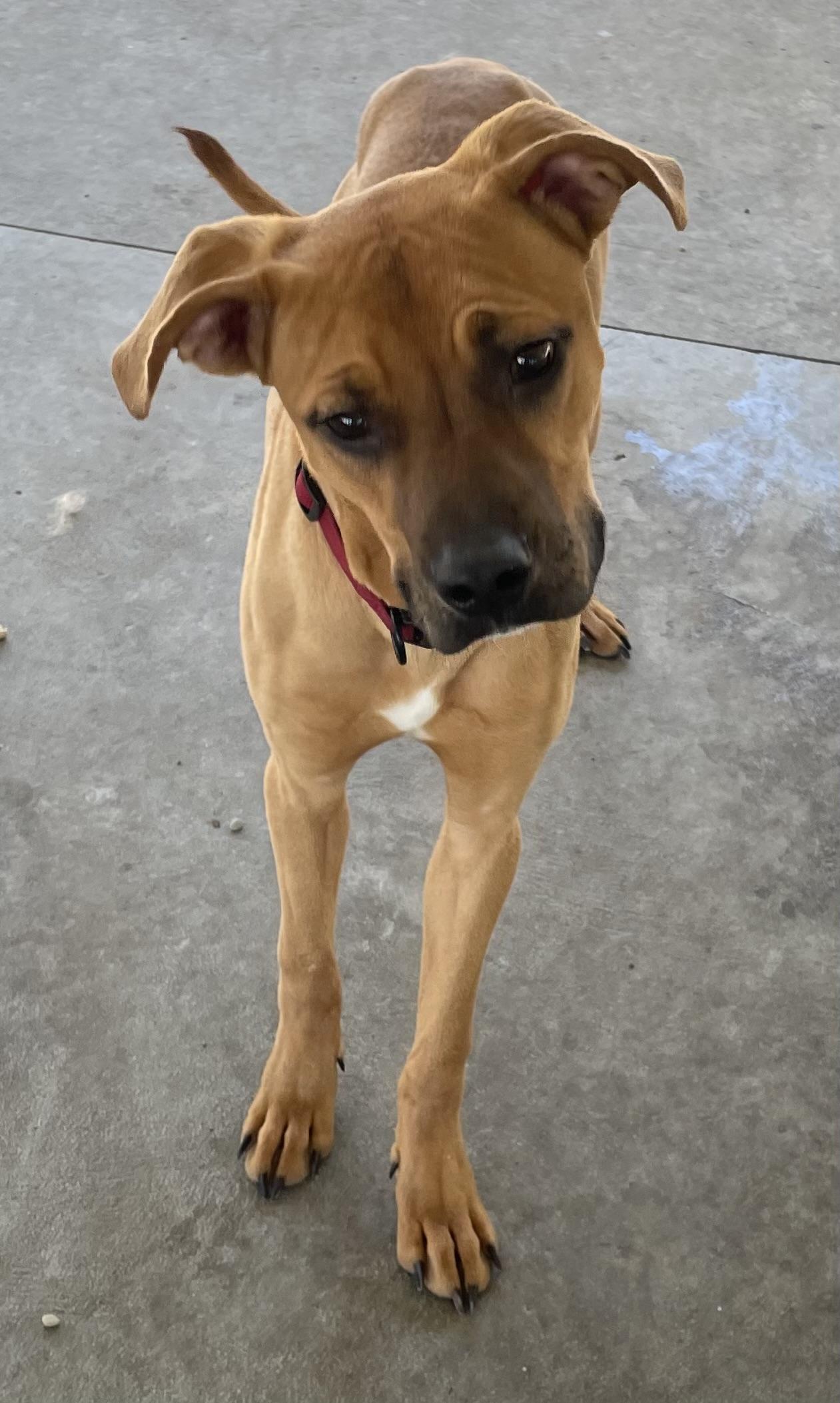 Enlarge Ace ADOPTED, a Adopted mixed breed in Canton, OH image 2/4
