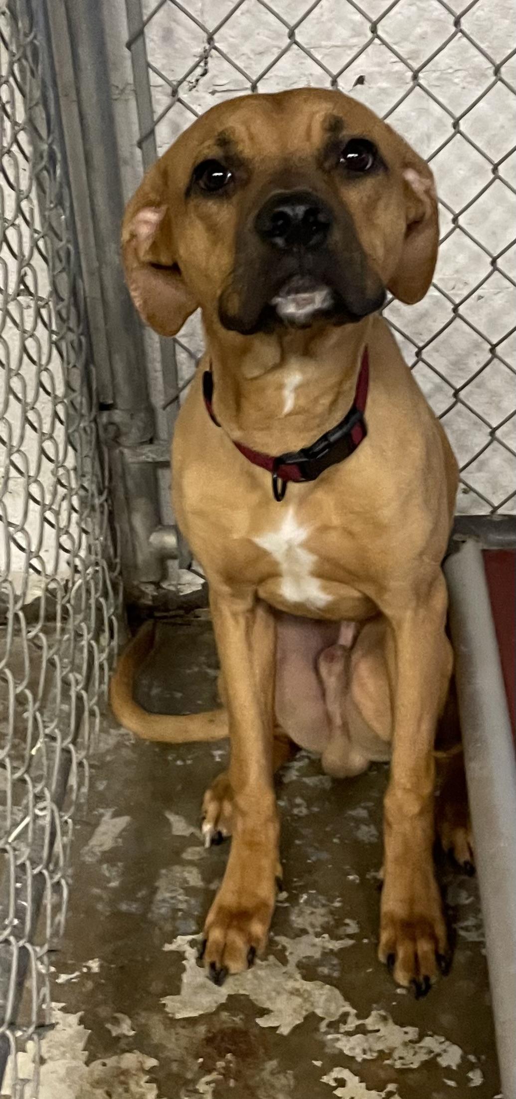 Enlarge Ace ADOPTED, a Adopted mixed breed in Canton, OH image 3/4