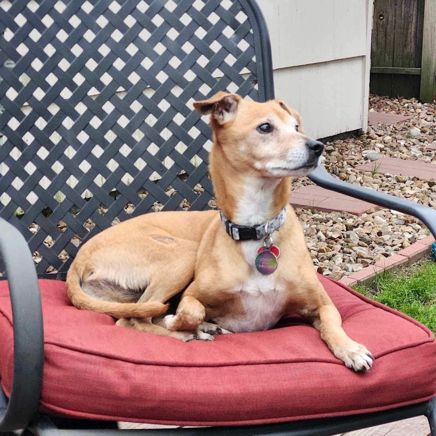 Chi Chi, Adoptable, Senior Female Italian Greyhound.