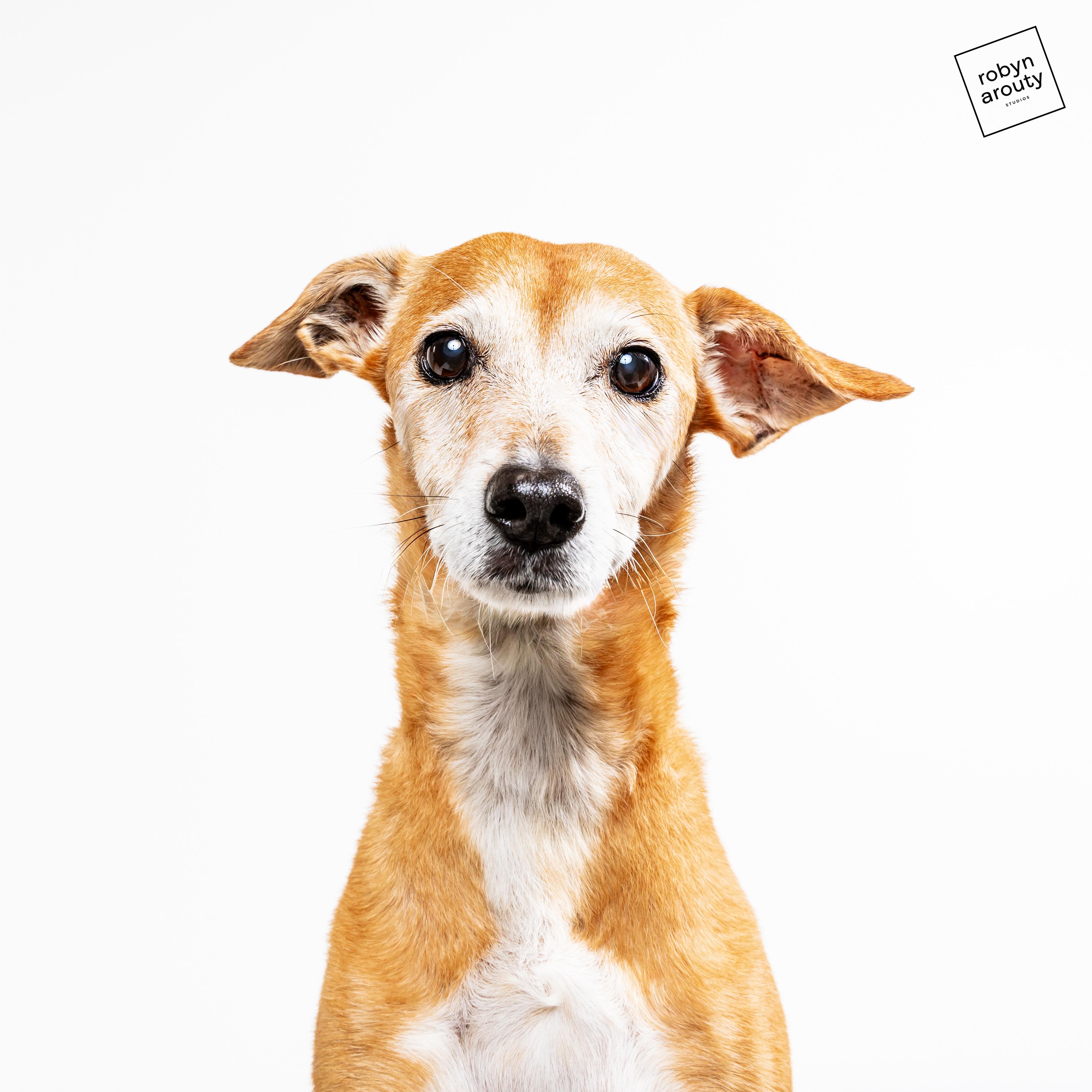 Chi Chi, a Adoptable mixed breed in Bellaire, TX image 2/4