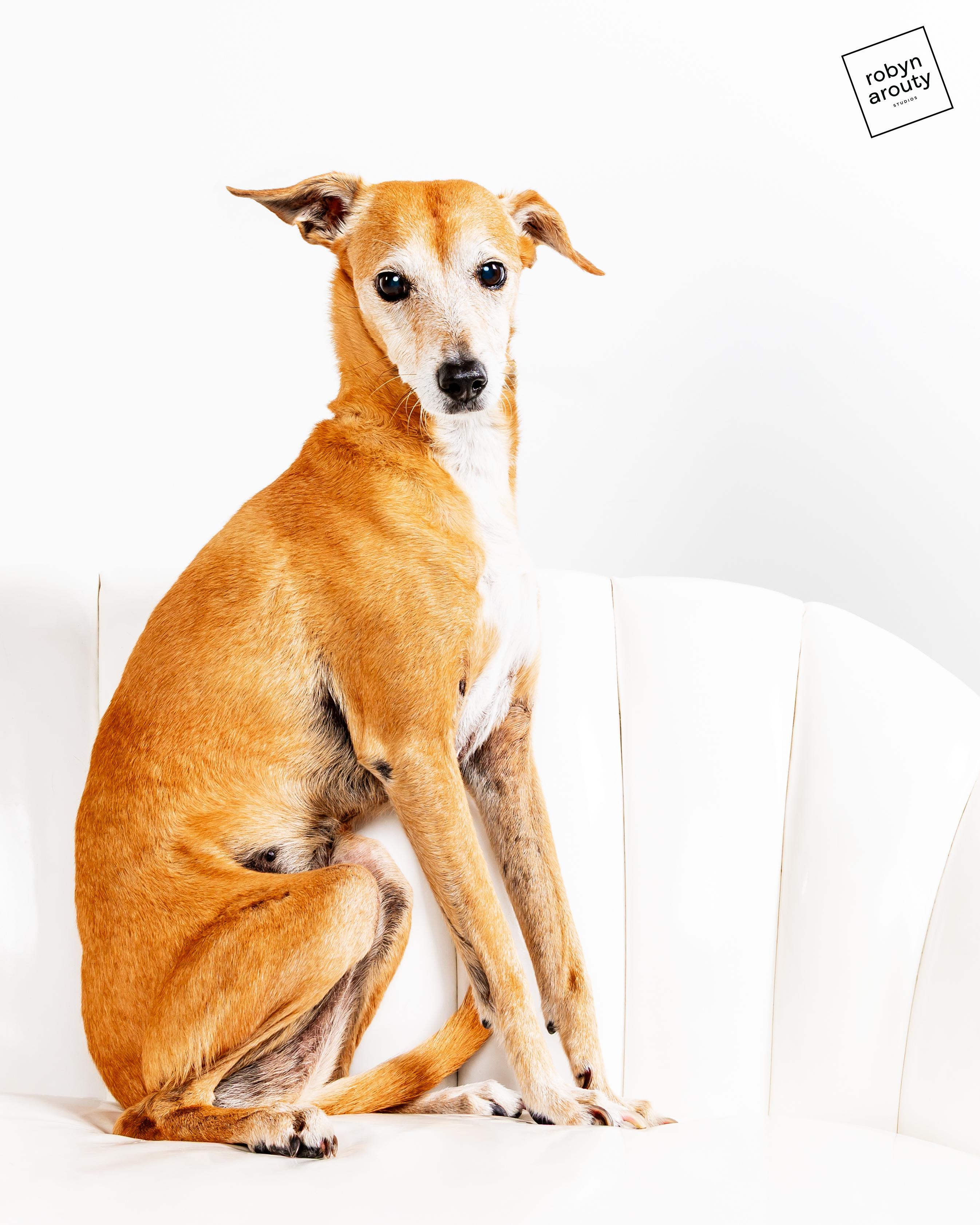 Chi Chi, Adoptable, Senior Female Italian Greyhound & Chihuahua.
