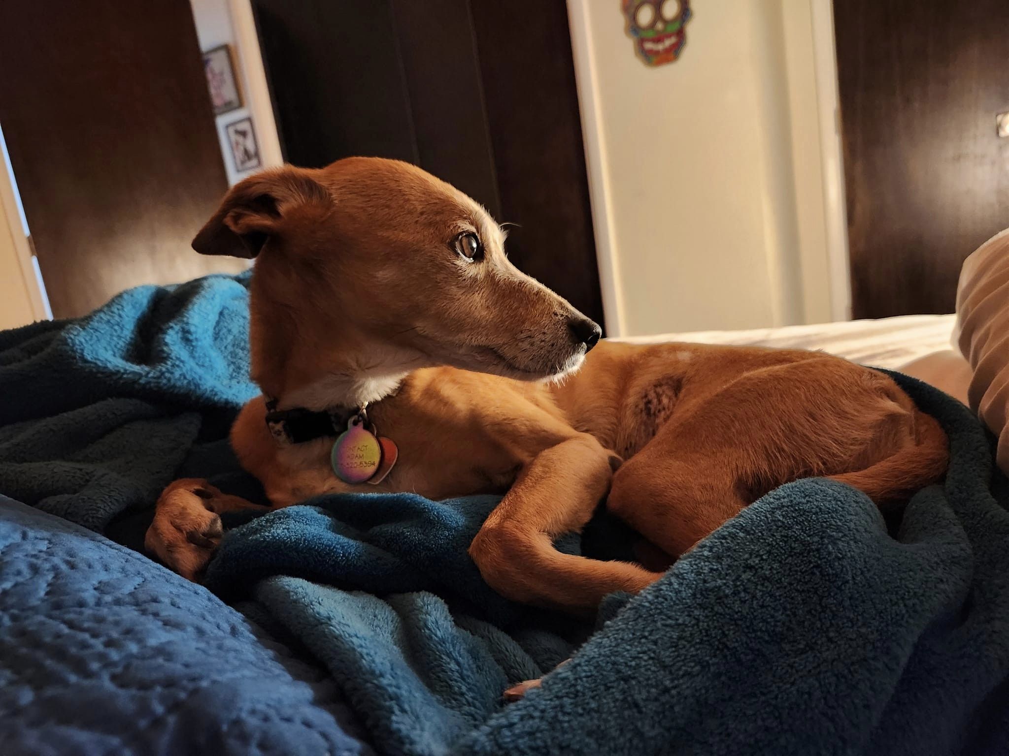 Enlarge Chi Chi, a Adoptable Italian Greyhound in Bellaire, TX image 2/2