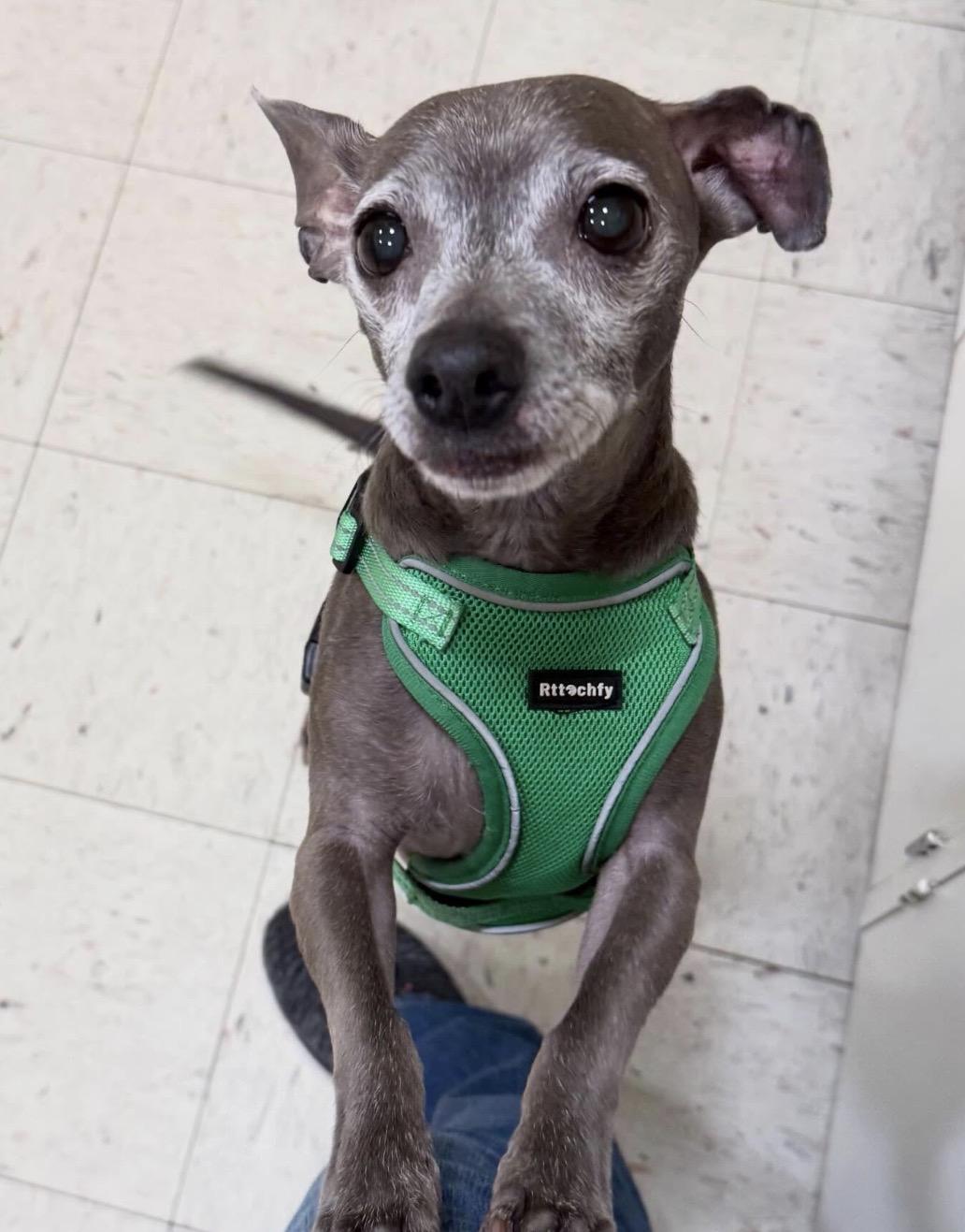 Angel, ADOPTABLE, Senior Male Chihuahua.