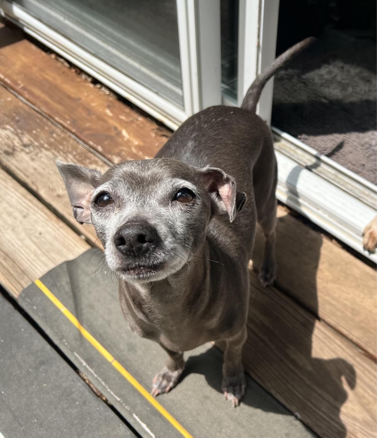 Angel, a ADOPTABLE mixed breed in Foster, RI image 2/5