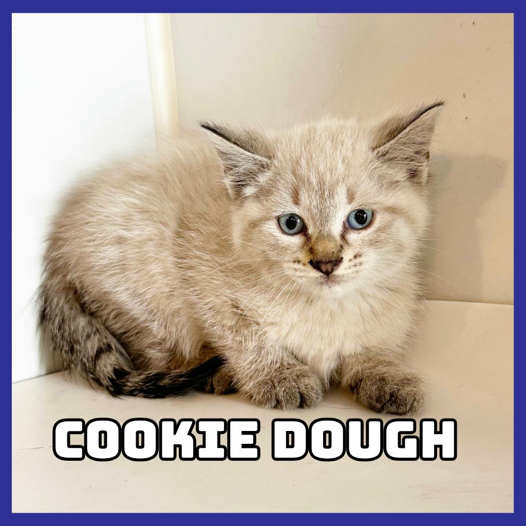 Cookie-Dough photo