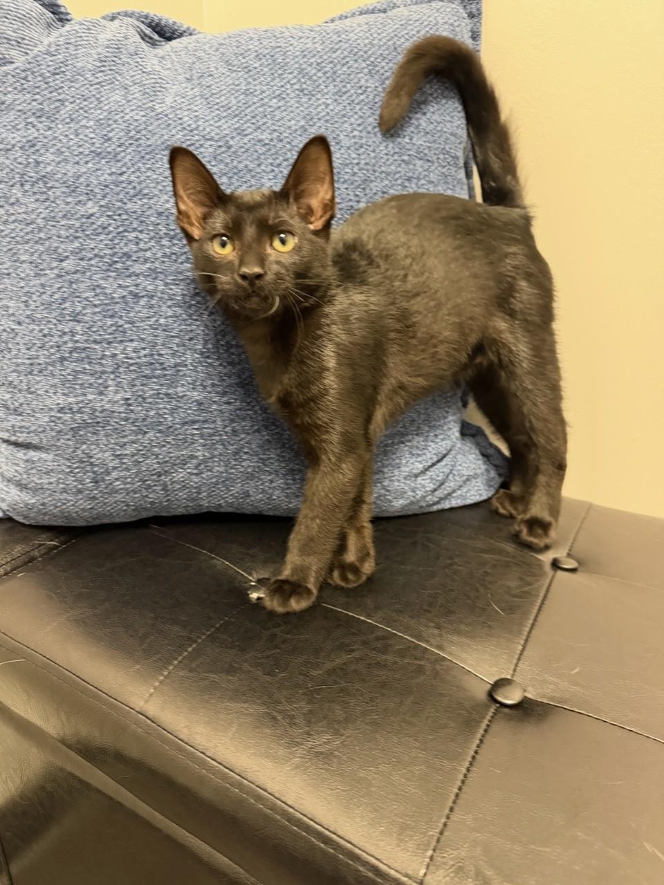 Mr. Pibb, ADOPTABLE, Young Male Domestic Medium Hair.