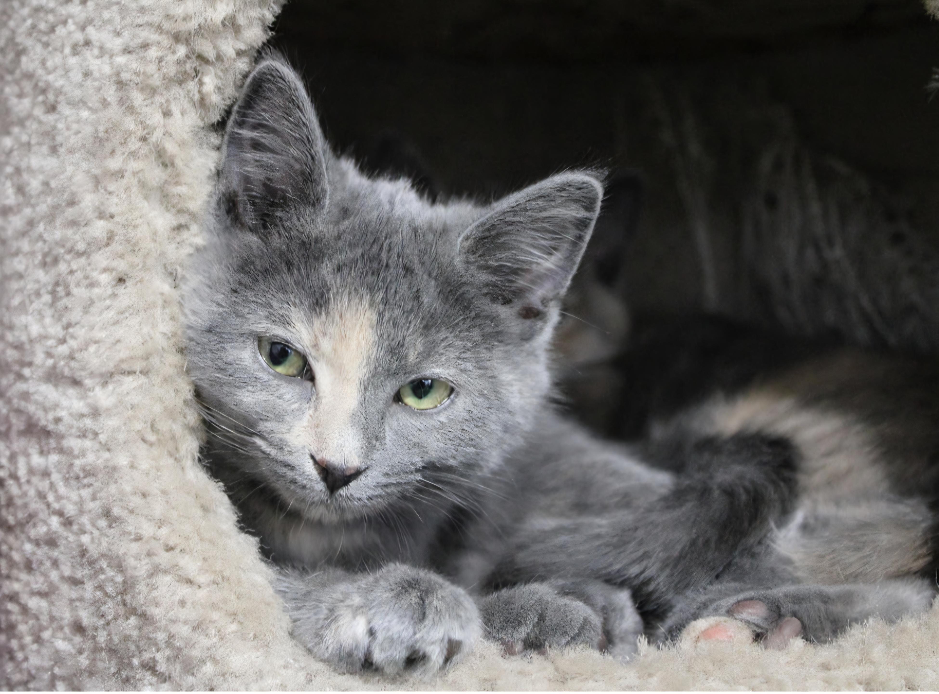 Armani, ADOPTABLE, Kitten Female Domestic Short Hair.