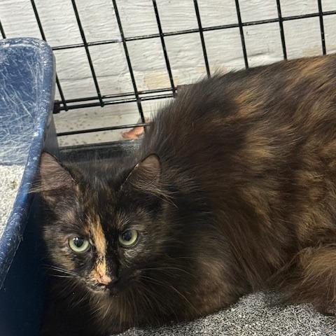 Ivy, Adoptable, Adult Female Domestic Medium Hair.