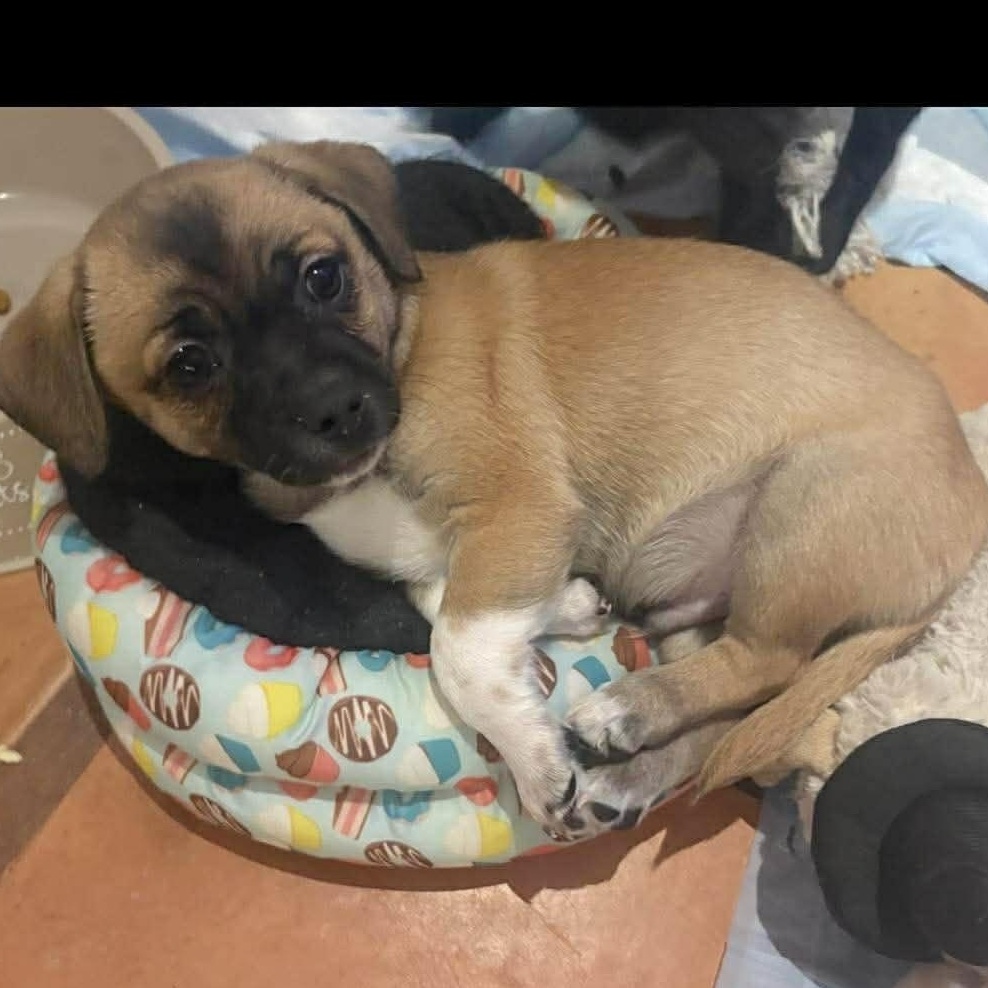 Enlarge Gordo, an adopted mixed breed in Tacoma, WA image 2/6