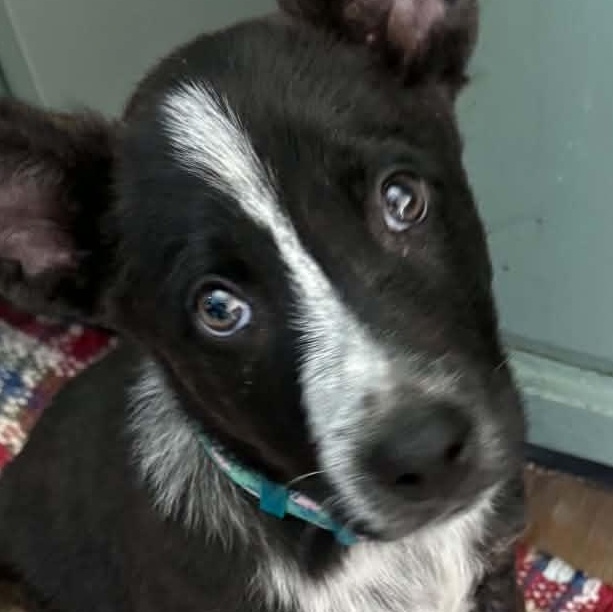 Penny, an adopted mixed breed in Brunswick, ME image 2/2