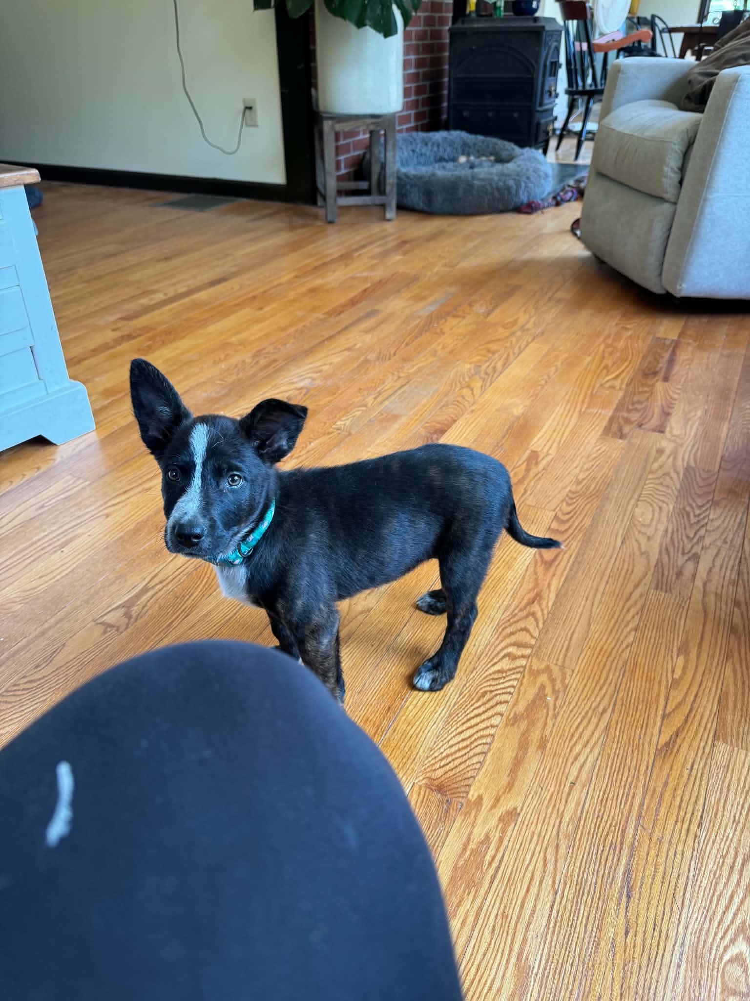 Penny, an adopted mixed breed in Brunswick, ME image 1/2