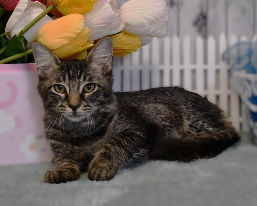 Enlarge Krista, a Adoptable mixed breed in Roanoke, TX image 1/3