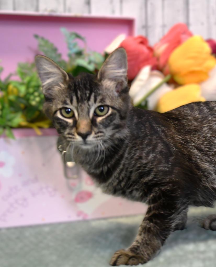 Enlarge Krista, a Adoptable mixed breed in Roanoke, TX image 2/3