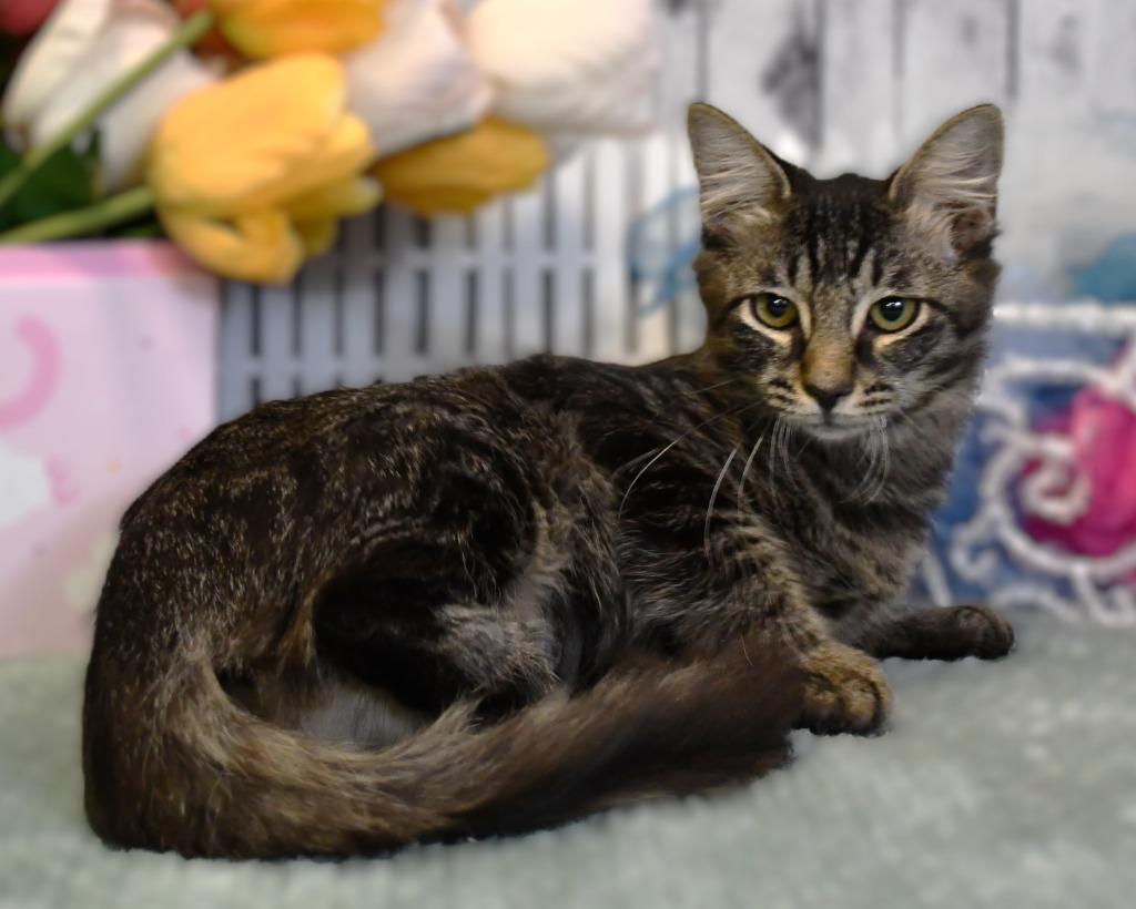 Enlarge Krista, a Adoptable mixed breed in Roanoke, TX image 3/3