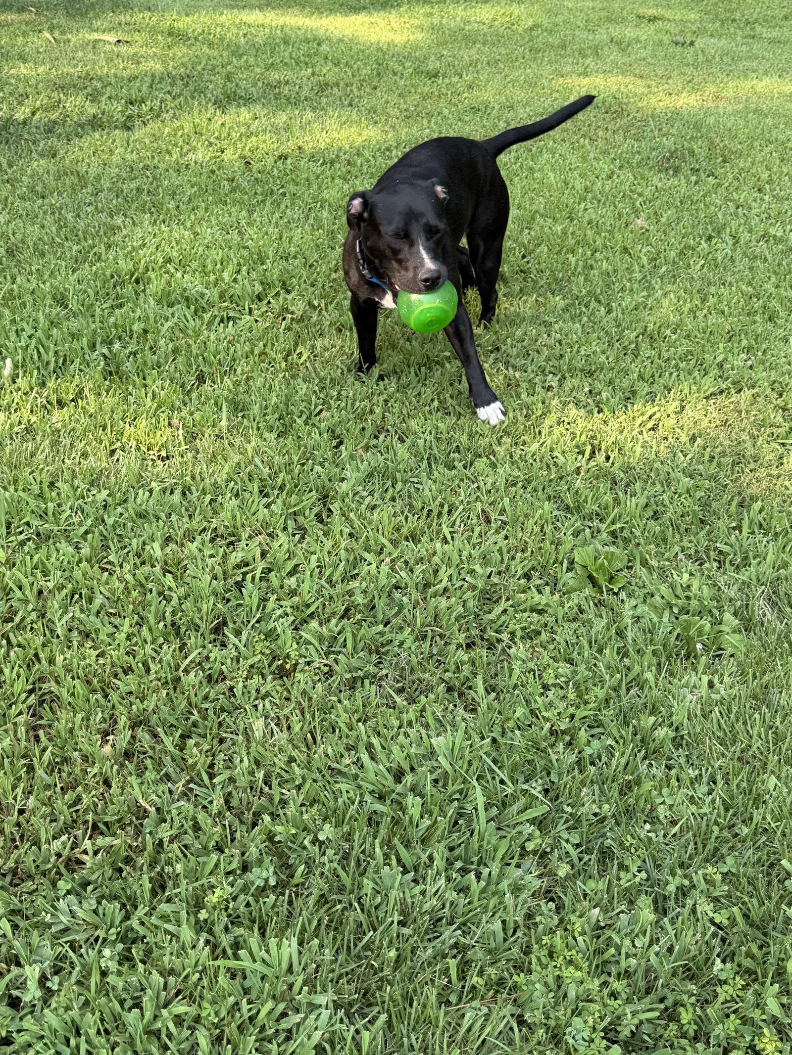 Sombra, Adoptable, Young Female Labrador Retriever.