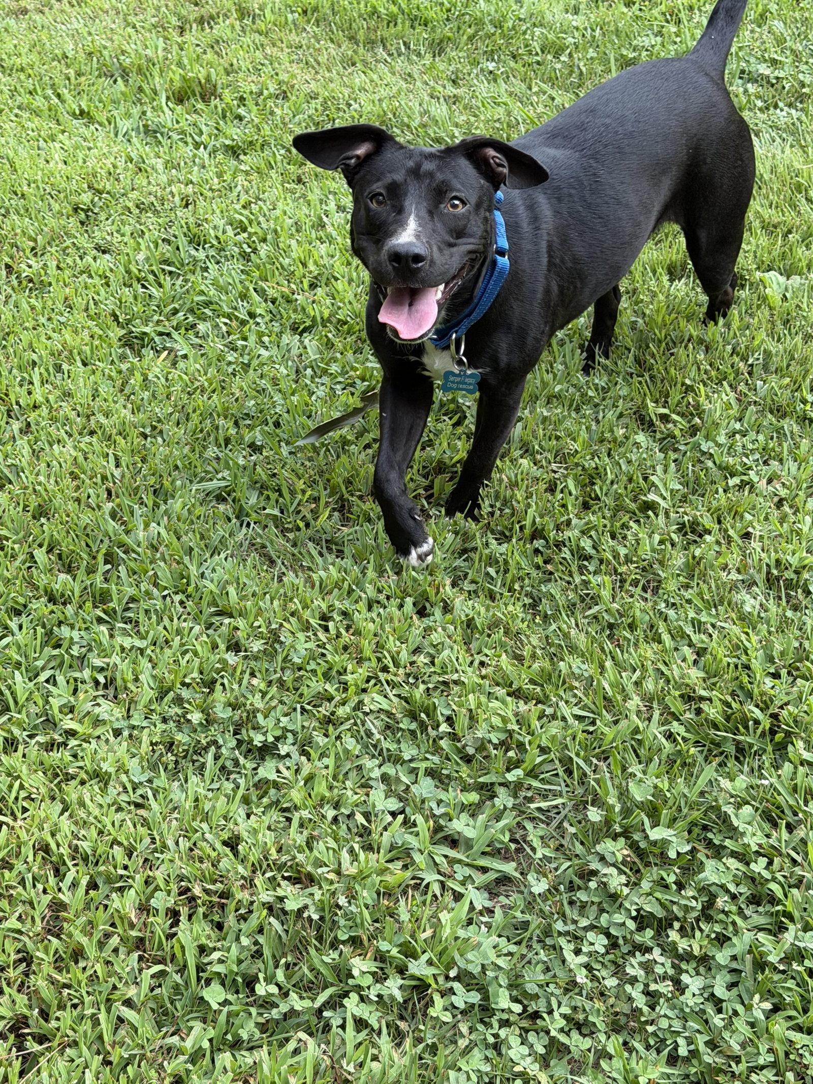 Enlarge Sombra, a Adoptable Labrador Retriever in Ball Ground, GA image 3/3