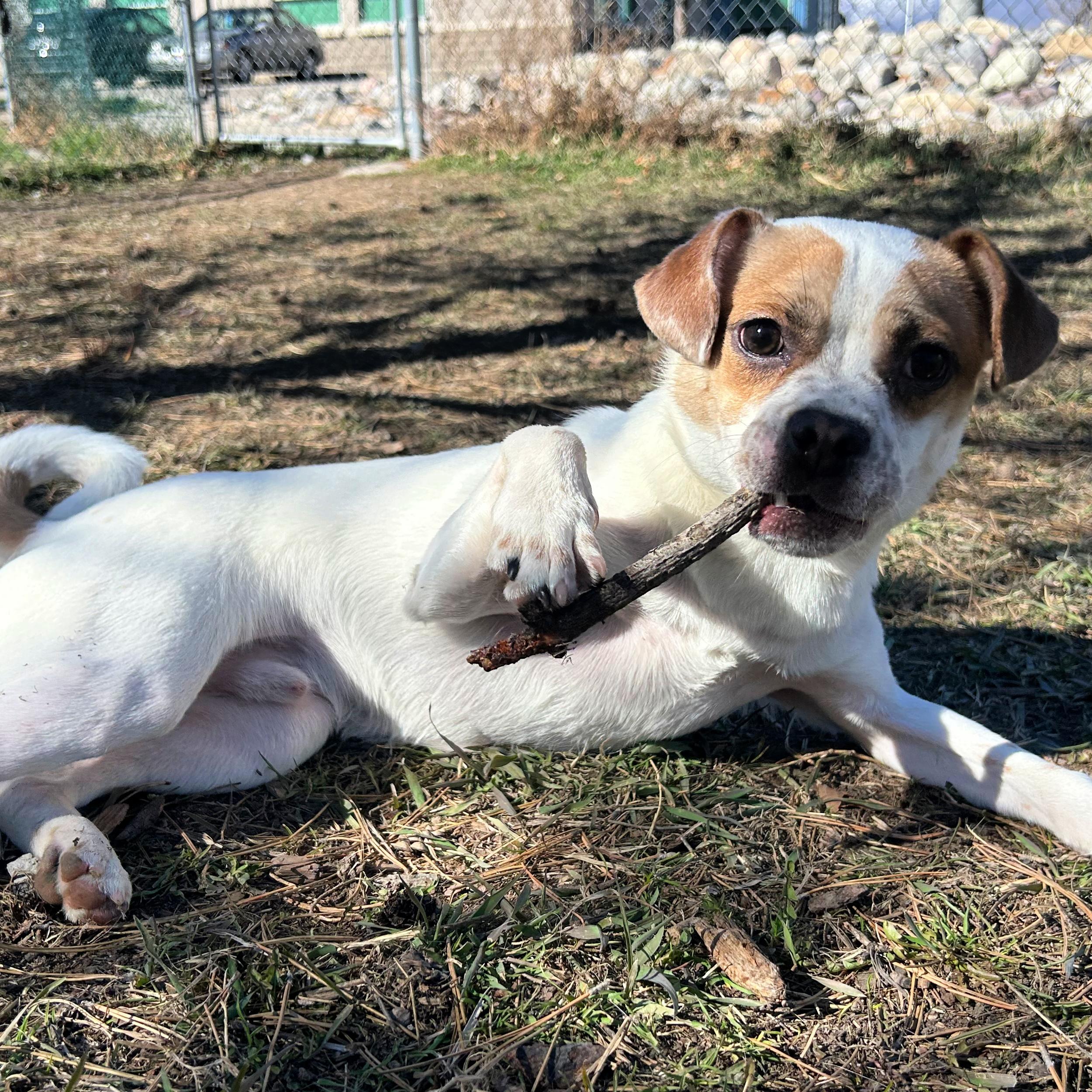 Michael Phelps, adopted, Adult Male Jack Russell Terrier & Pug.