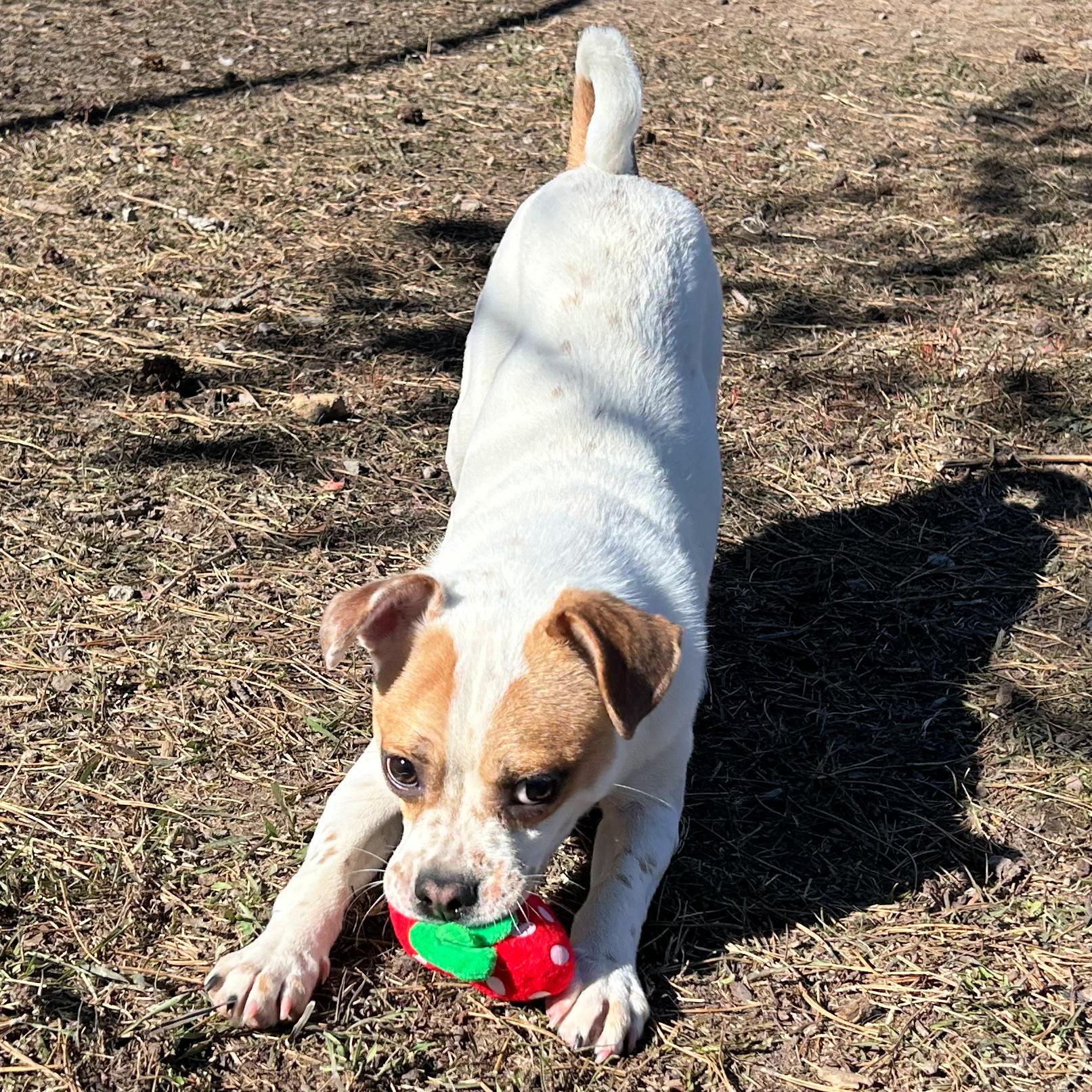 Enlarge Michael Phelps, an adopted mixed breed in Lindon, UT image 2/5