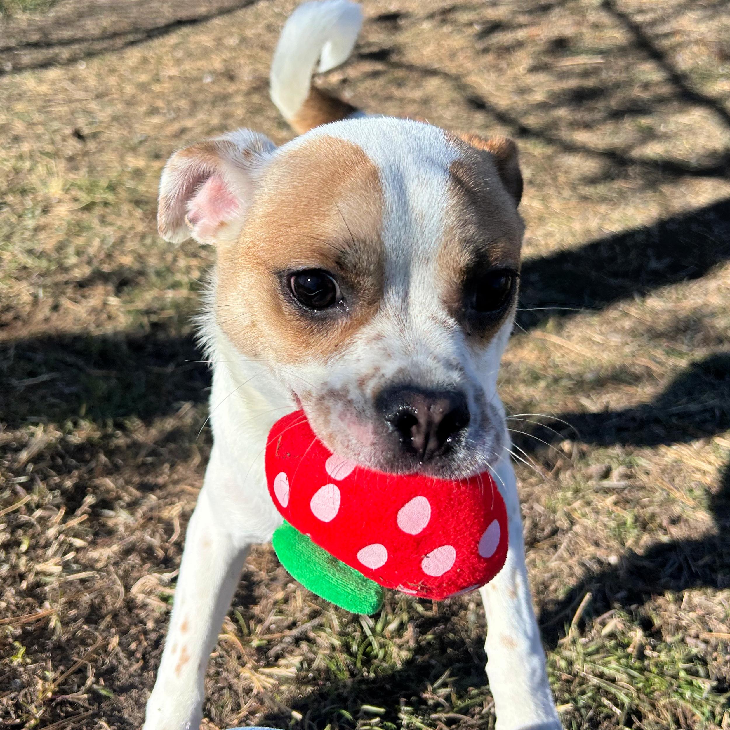 Enlarge Michael Phelps, an adopted mixed breed in Lindon, UT image 5/5