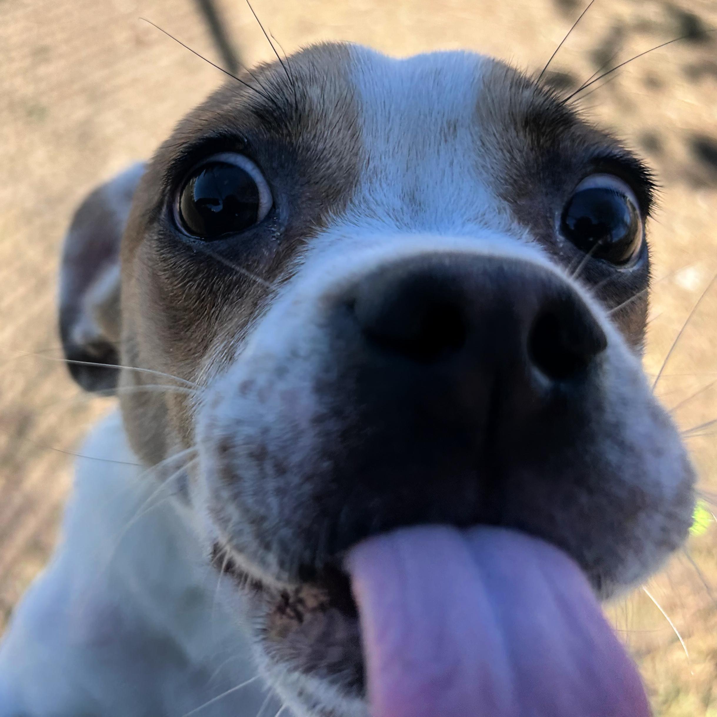 Enlarge Michael Phelps, an adopted mixed breed in Lindon, UT image 3/5