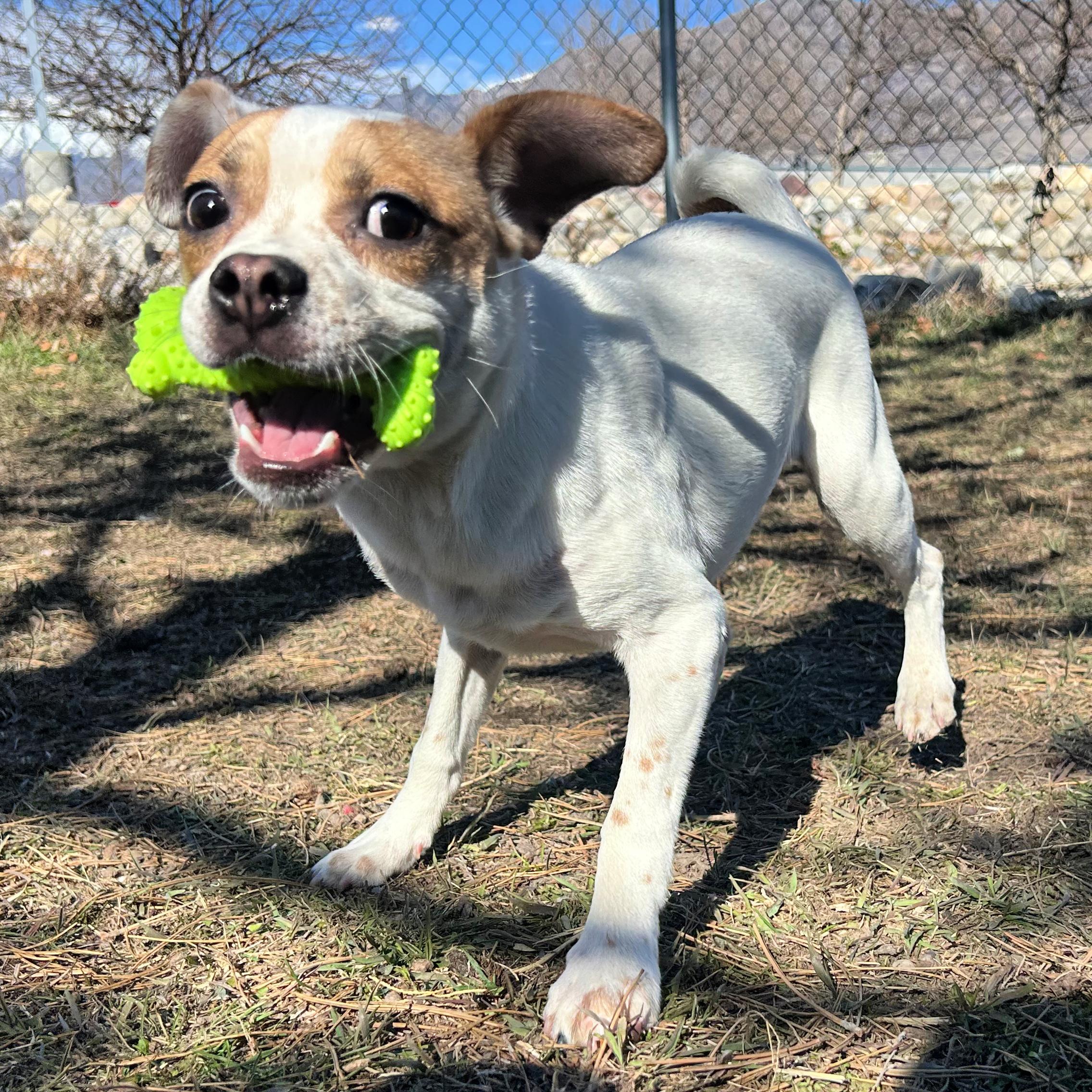 Enlarge Michael Phelps, an adopted mixed breed in Lindon, UT image 4/5
