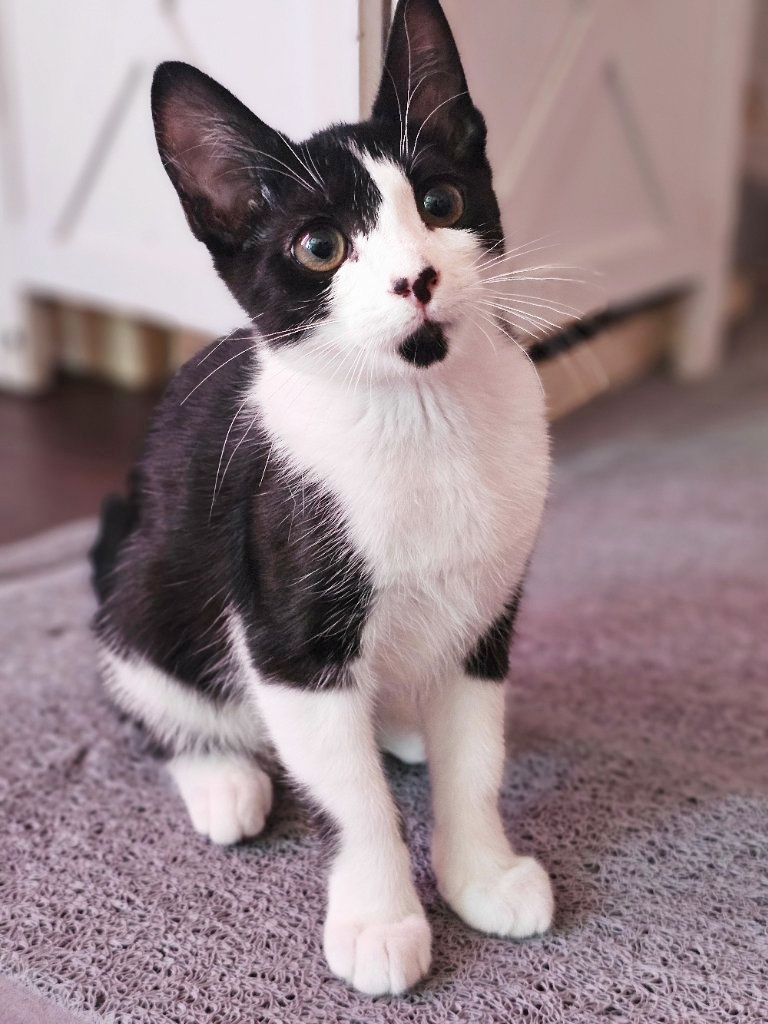 Cat for adoption Lori, a Domestic Short Hair in Hillsboro, OR Petfinder