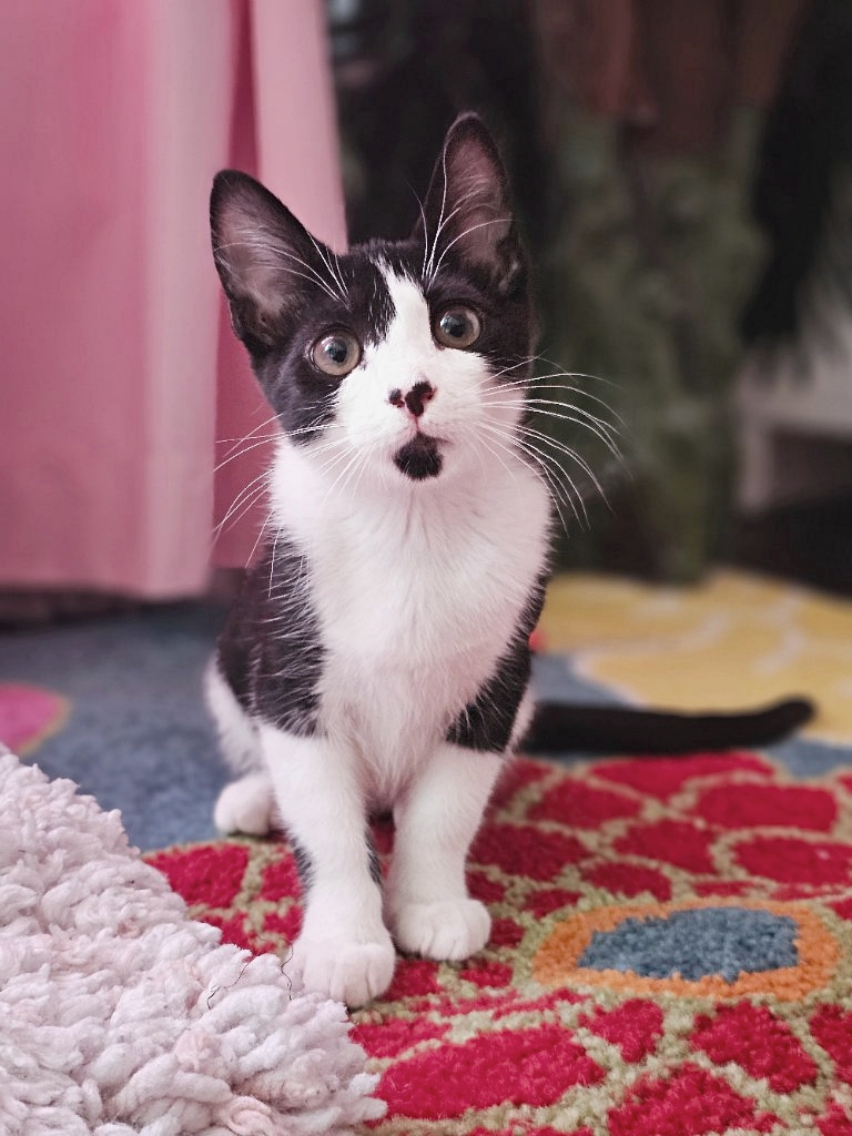 Cat for adoption Lori, a Domestic Short Hair in Hillsboro, OR Petfinder