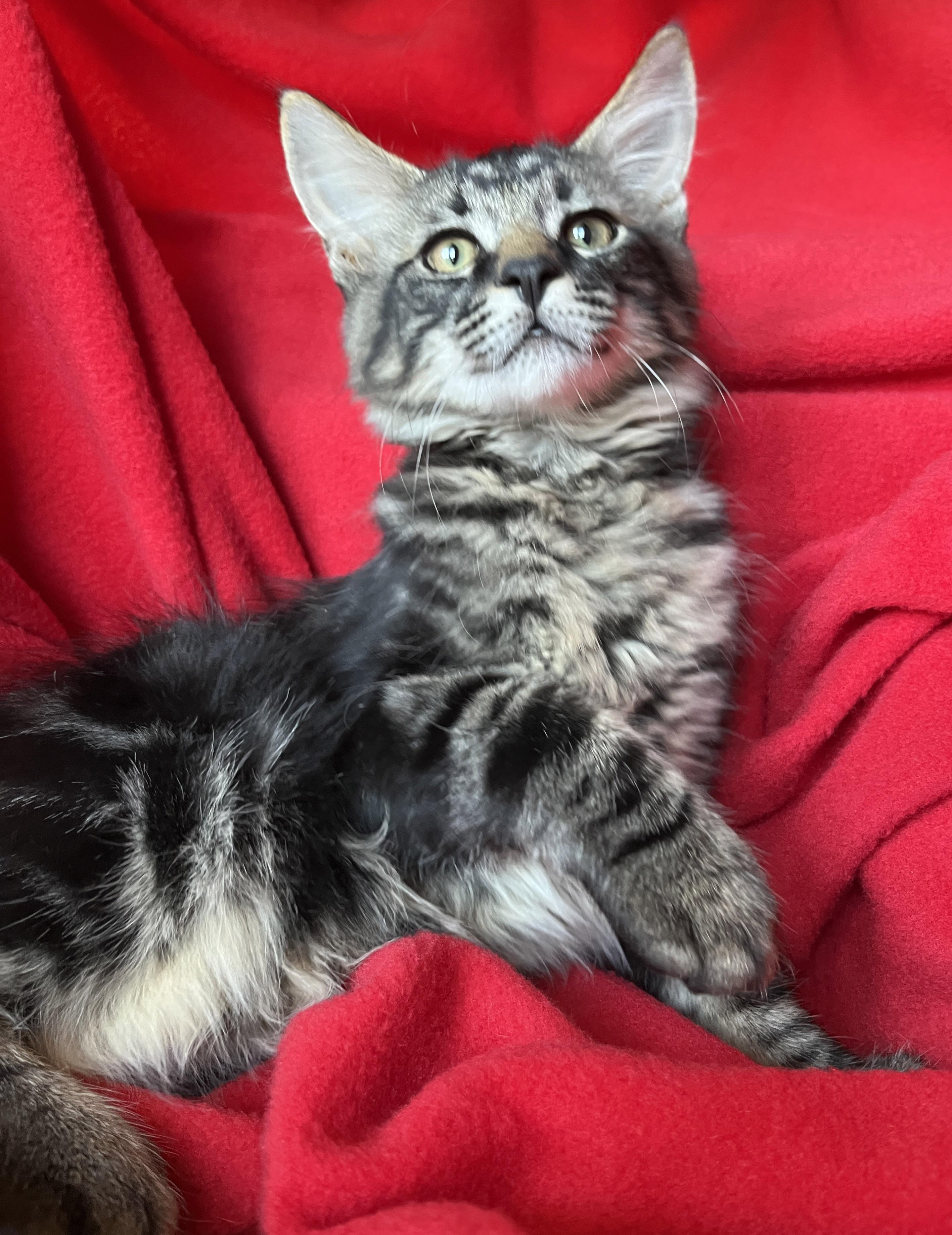 Norwegian Cats for Adoption: Find Your Perfect Feline Friend Today