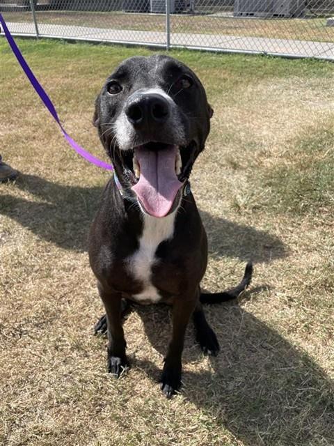 OREO, Adoptable, Adult Male Labrador Retriever.