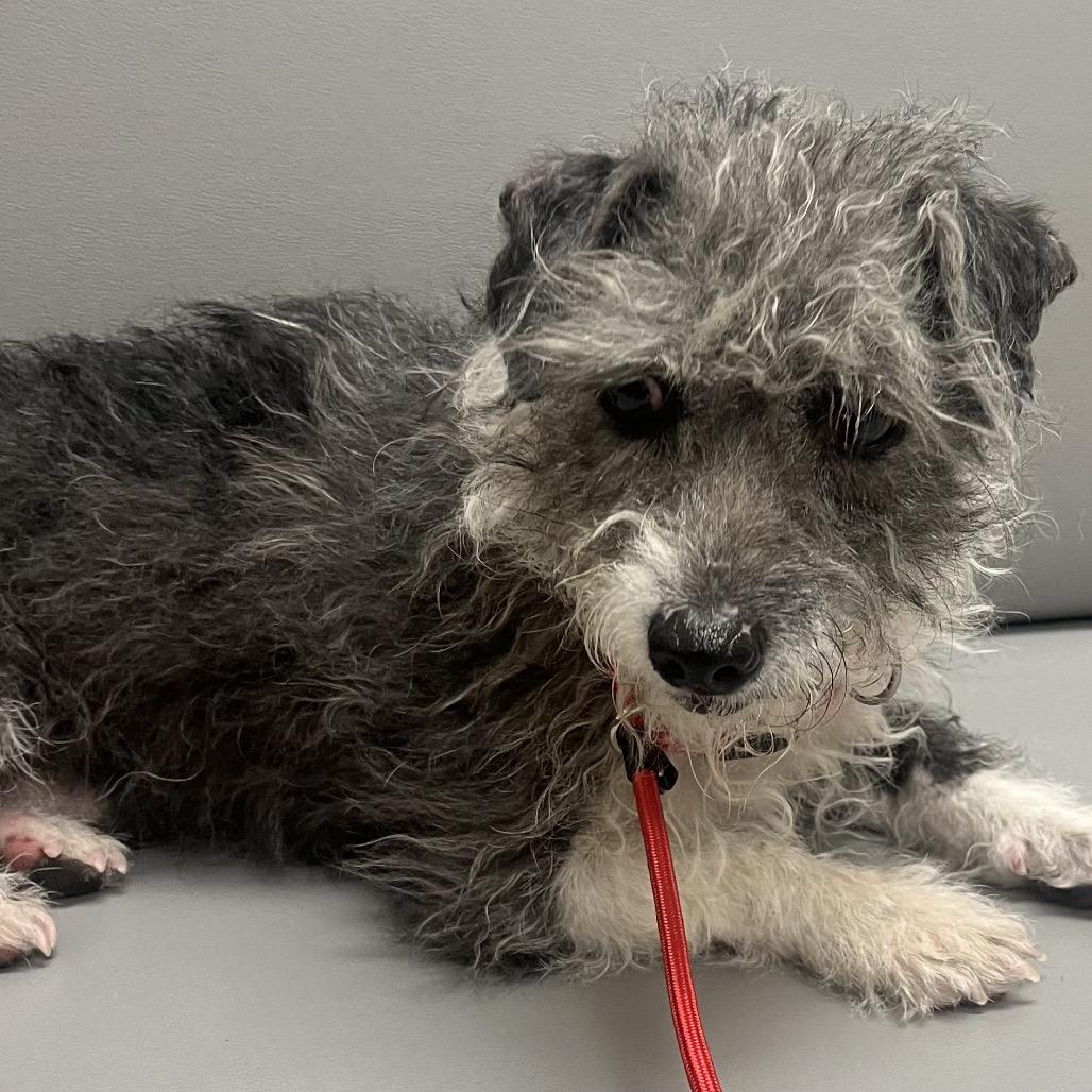 Enlarge Buzz, a Adoptable mixed breed in Las Vegas, NV image 1/1