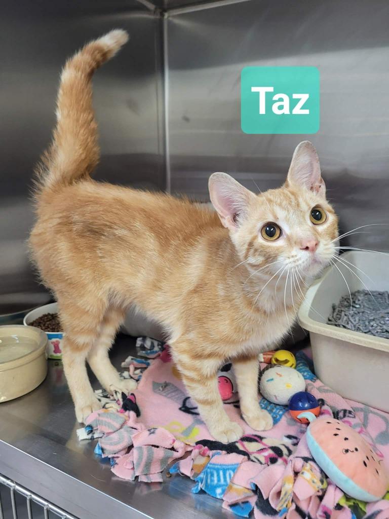 Taz, Adoptable, Young Male Domestic Short Hair.