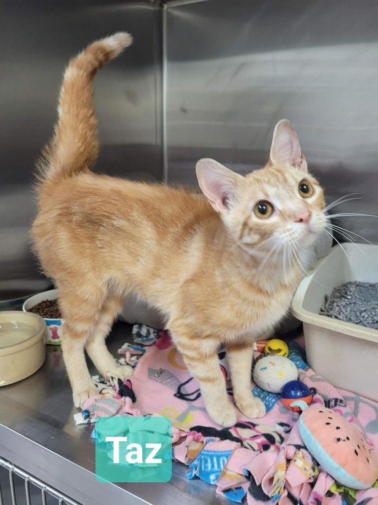 Enlarge Taz, a Adoptable mixed breed in Richmond, IN image 2/2