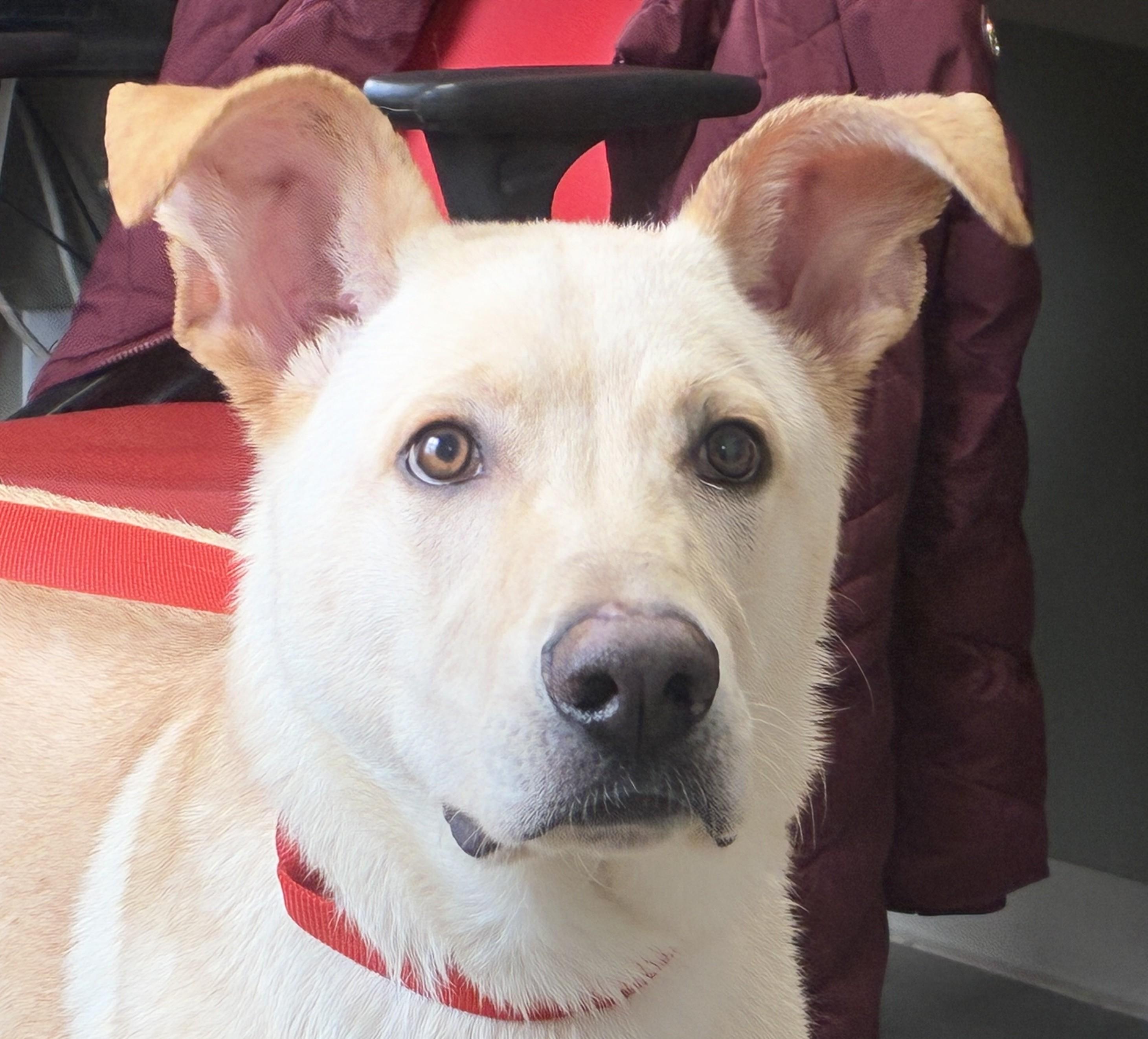 Jimmy, Adoptable, Puppy Male German Shepherd Dog.