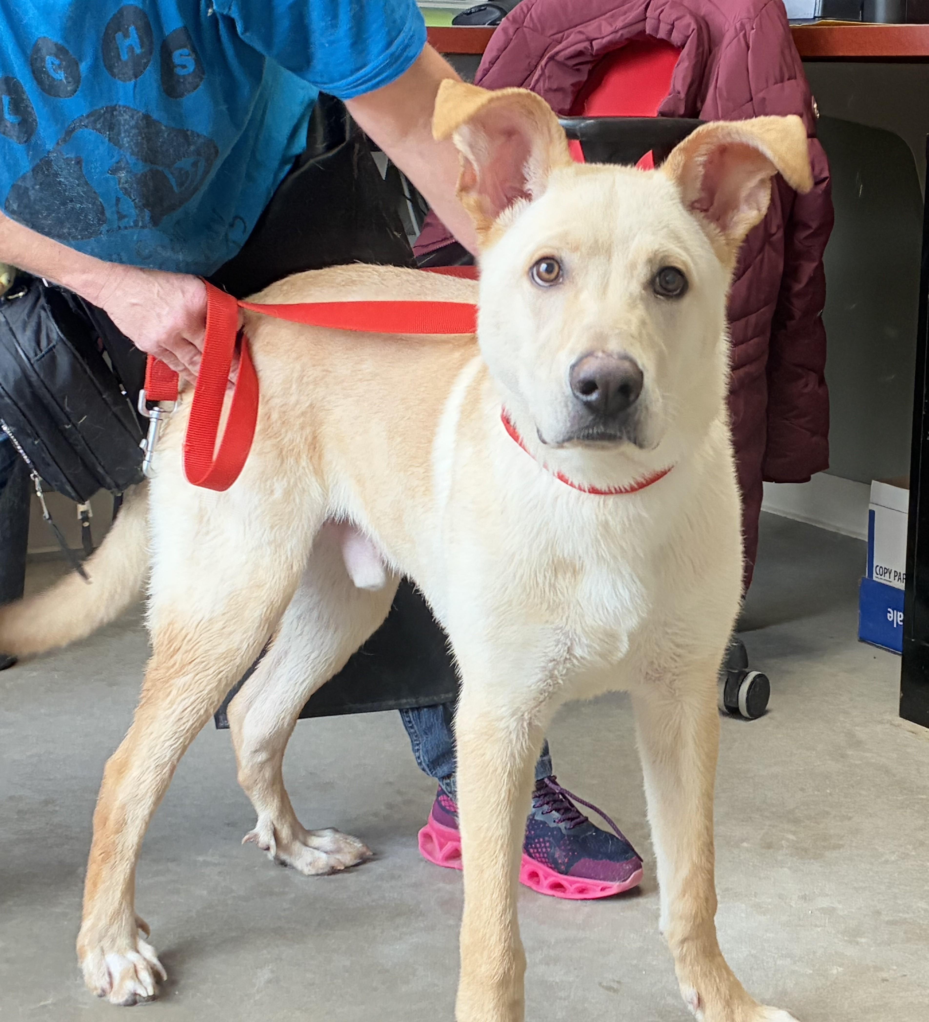 Jimmy, a Adoptable mixed breed in Greeley, CO image 2/2