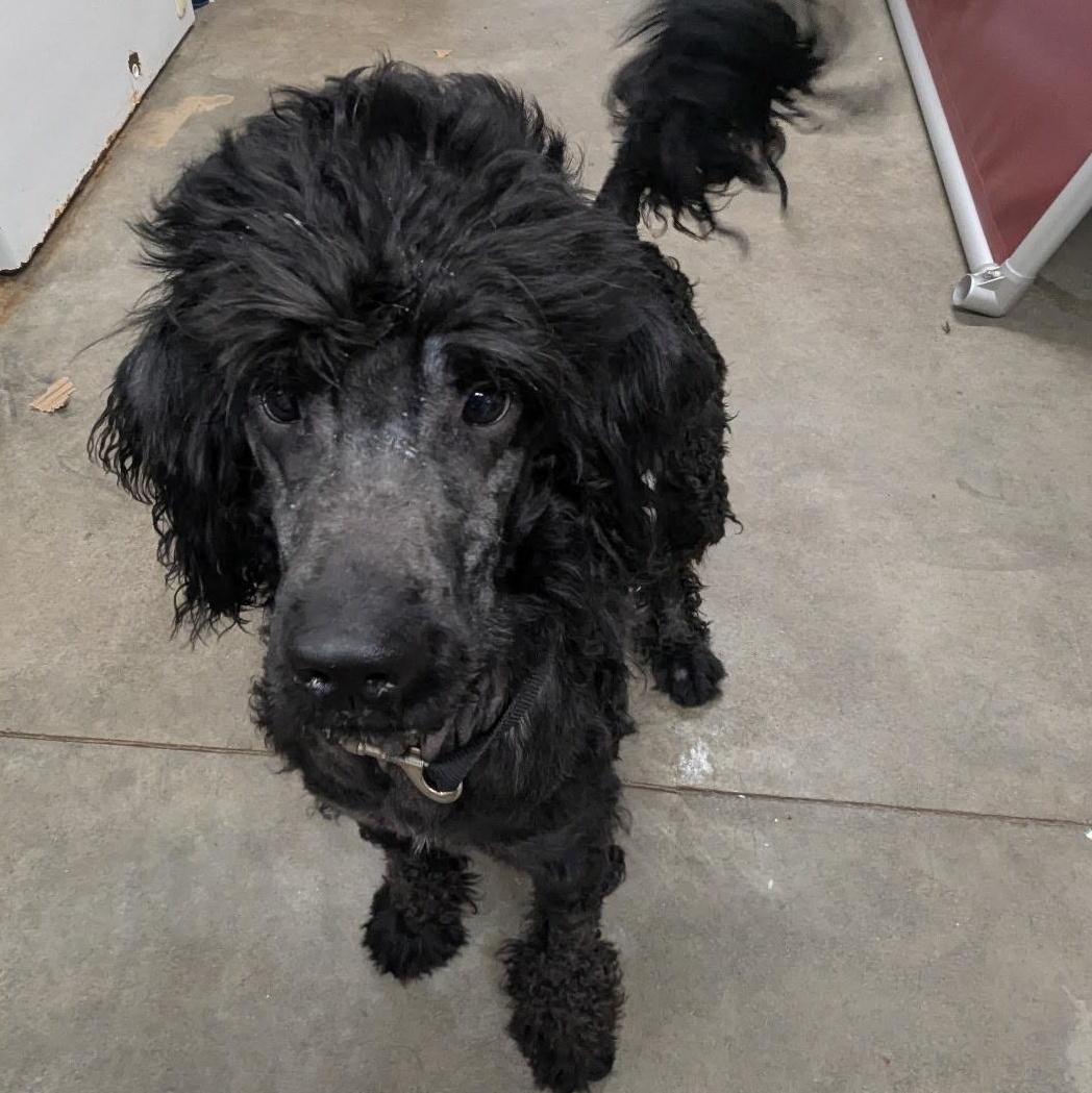 Enlarge Rolo, a Adoptable mixed breed in The Dalles, OR image 2/5