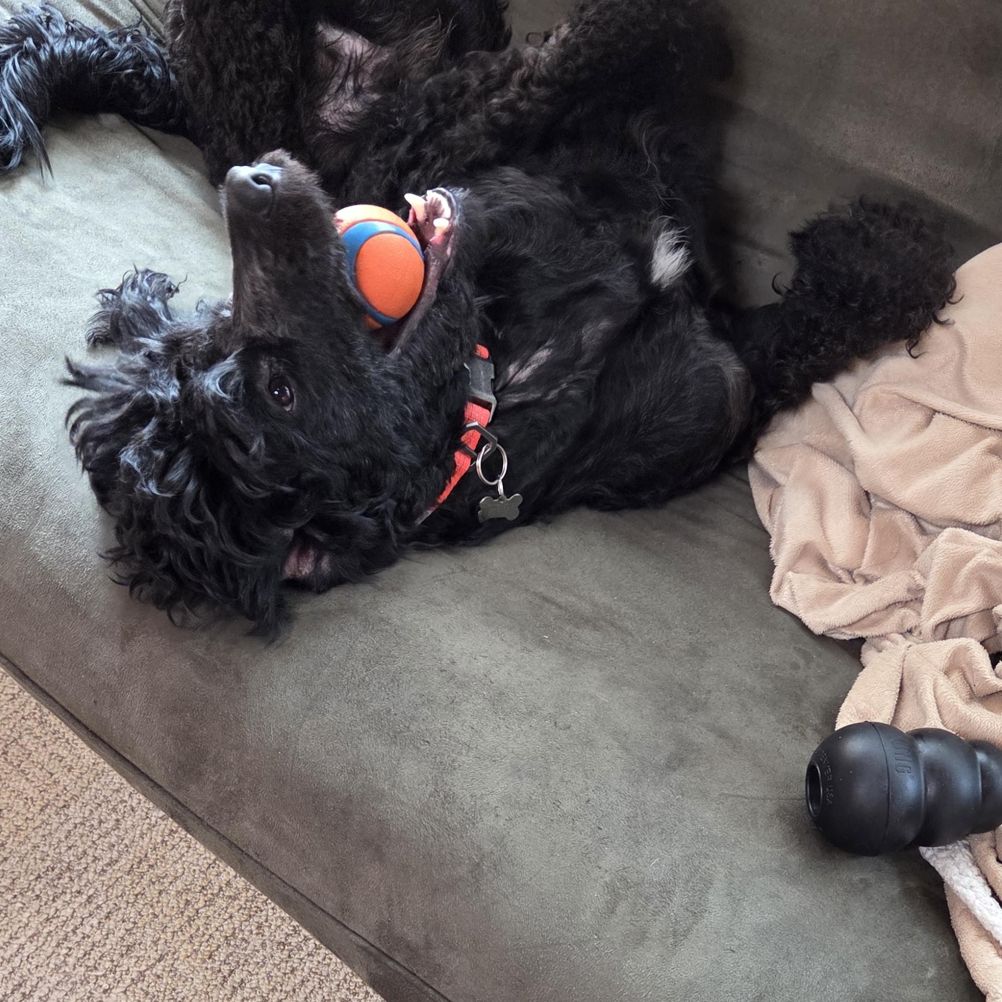 Enlarge Rolo, a Adoptable mixed breed in The Dalles, OR image 3/5