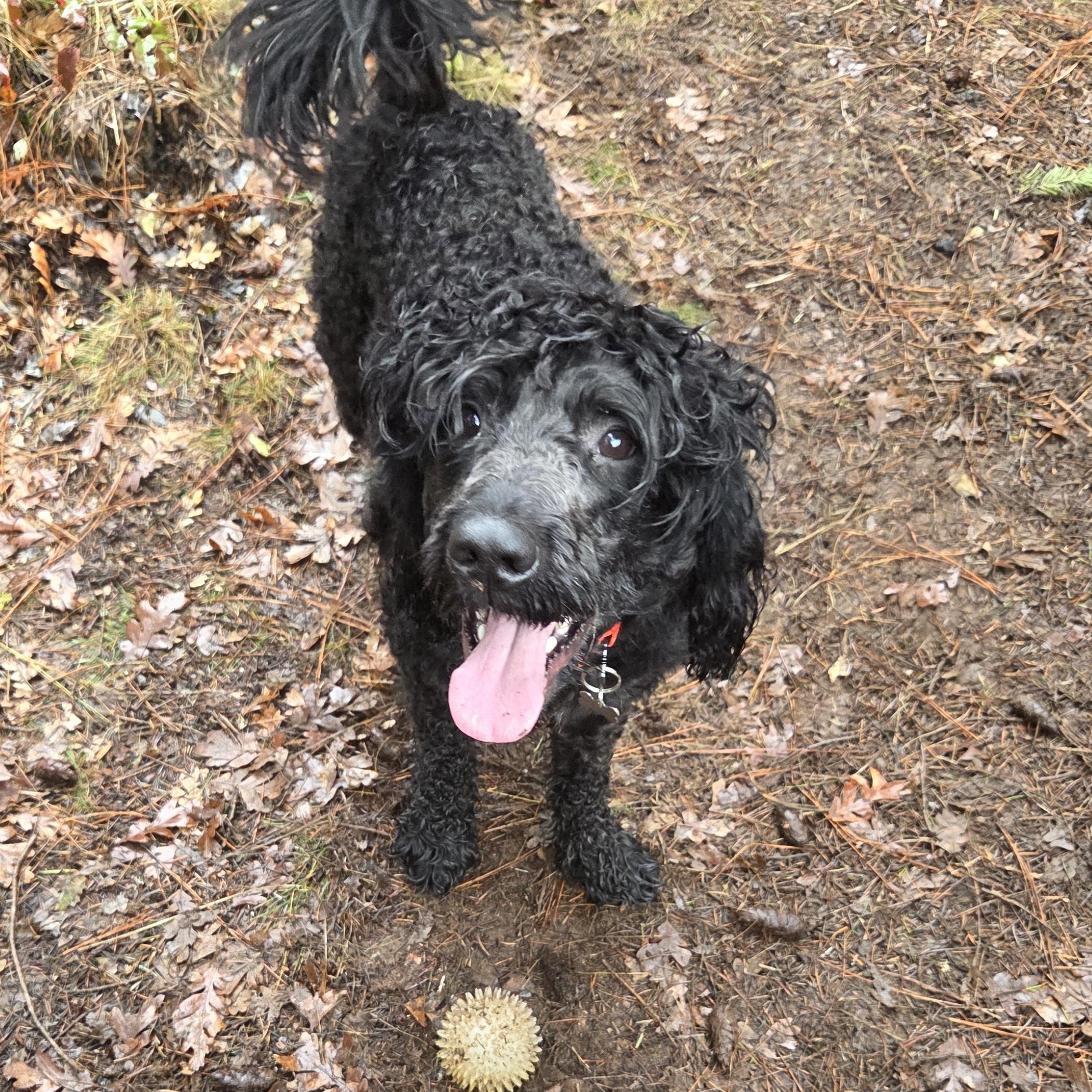 Enlarge Rolo, a Adoptable mixed breed in The Dalles, OR image 5/5
