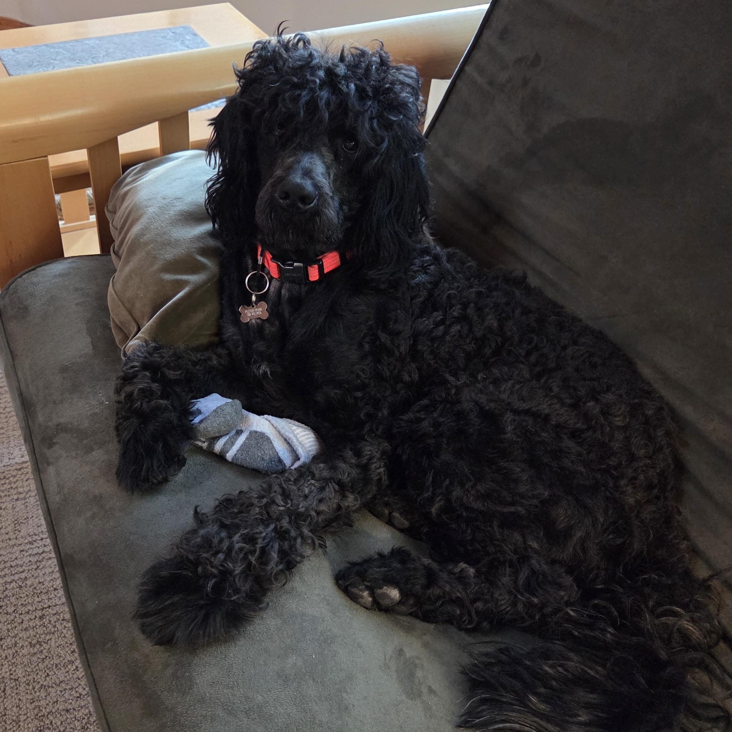 Enlarge Rolo, a Adoptable mixed breed in The Dalles, OR image 4/5