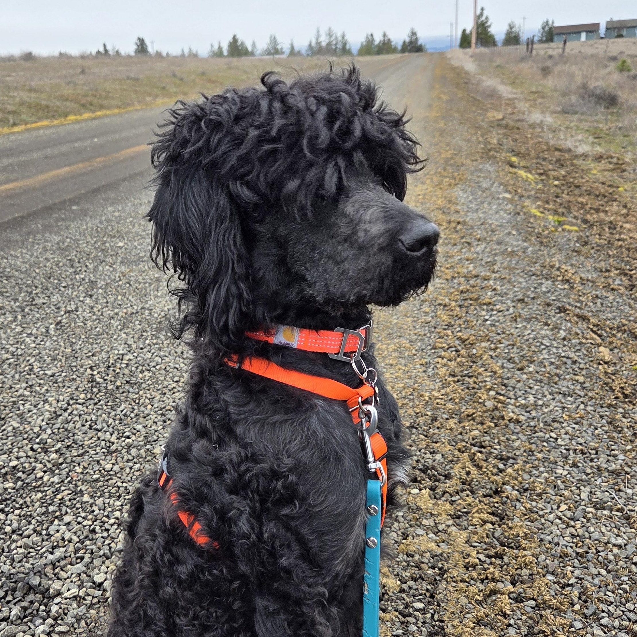 Rolo, Adoptable, Young Male Poodle.