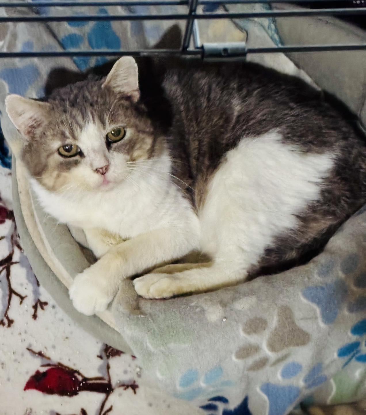 Oscar, ADOPTABLE, Adult Male Domestic Short Hair.