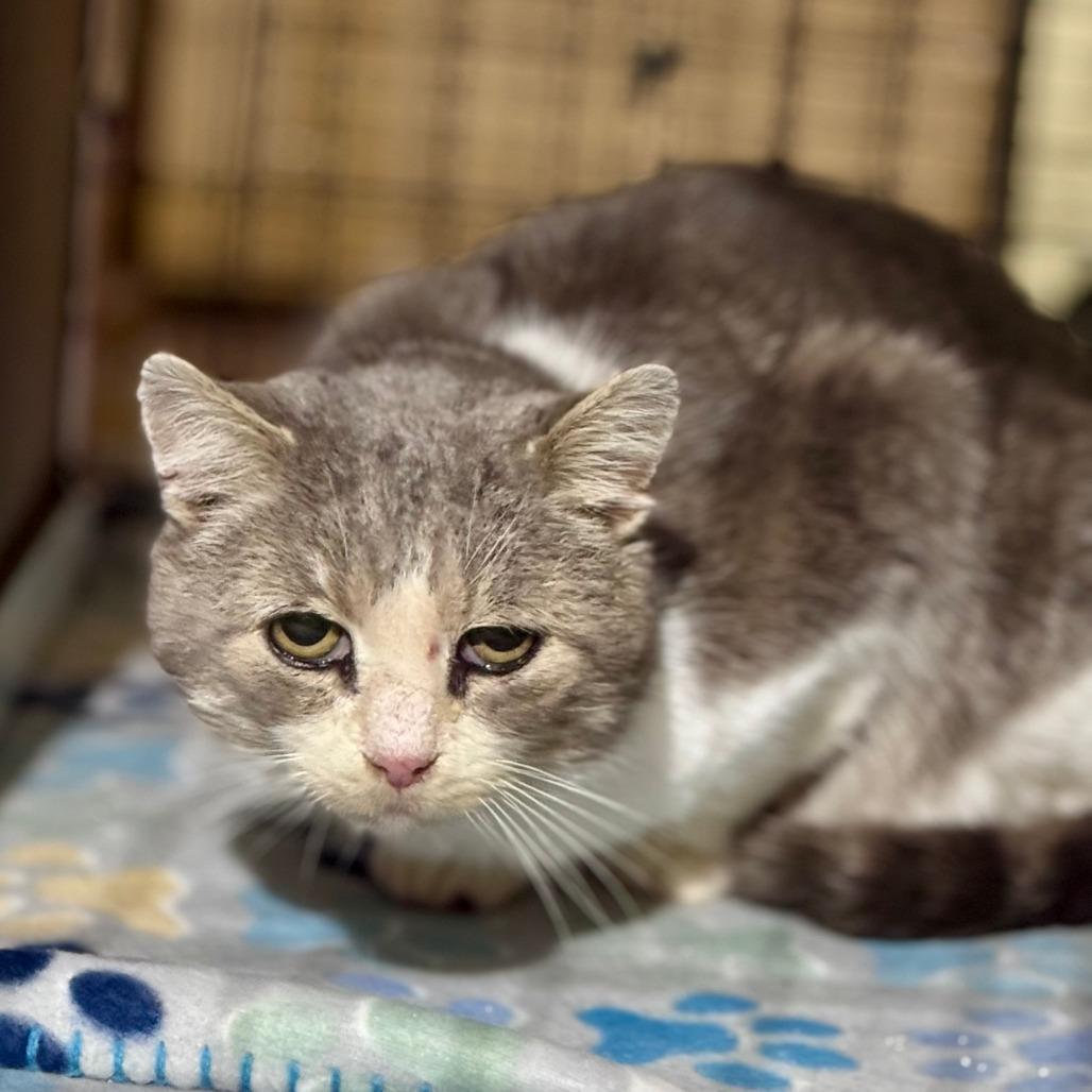 Oscar, an adoptable Domestic Short Hair in Rixeyville, VA image 2/2