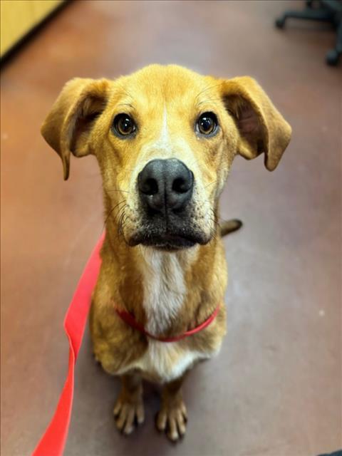 JOSEF, Adoptable, Young Male Hound & Mixed Breed.