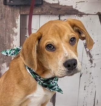 Enlarge JOSEF, a Adoptable mixed breed in Cookeville, TN image 1/1