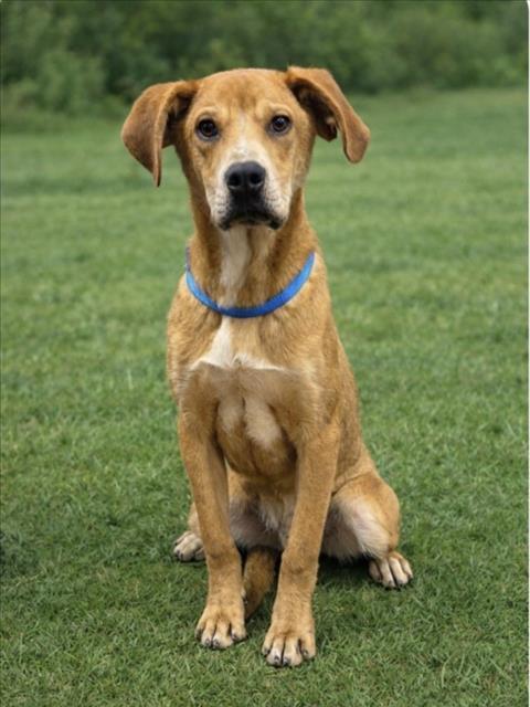JOSEF, Adoptable, Young Male Hound & Mixed Breed.