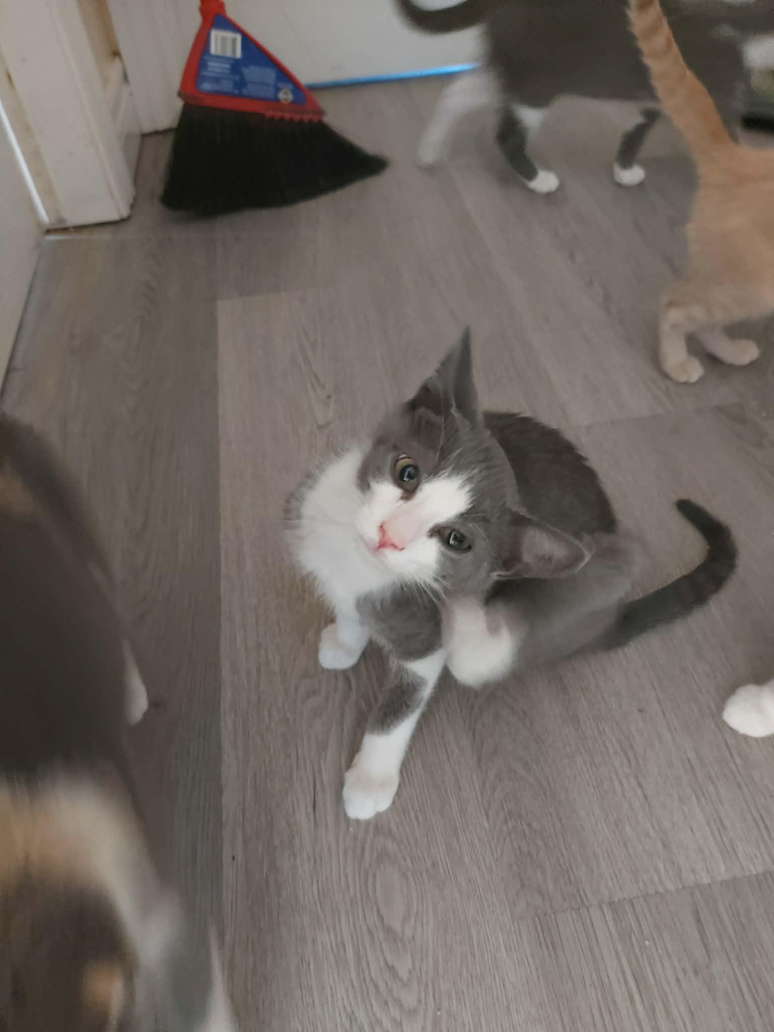 ACORN (bonded with GOURD), an adopted Domestic Short Hair in Tillsonburg, ON image 3/3